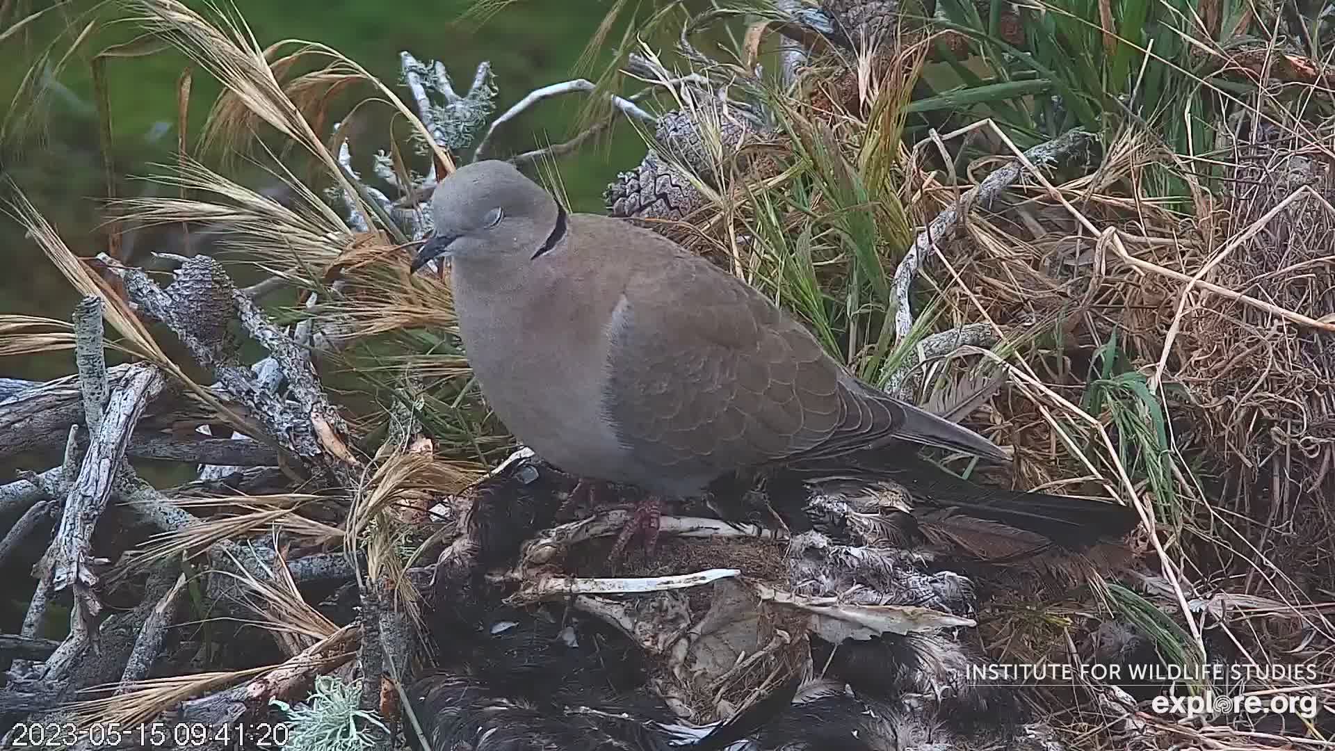 Sauces Bald Eagles Channel Islands Snapshot taken by Janntonne 🦅