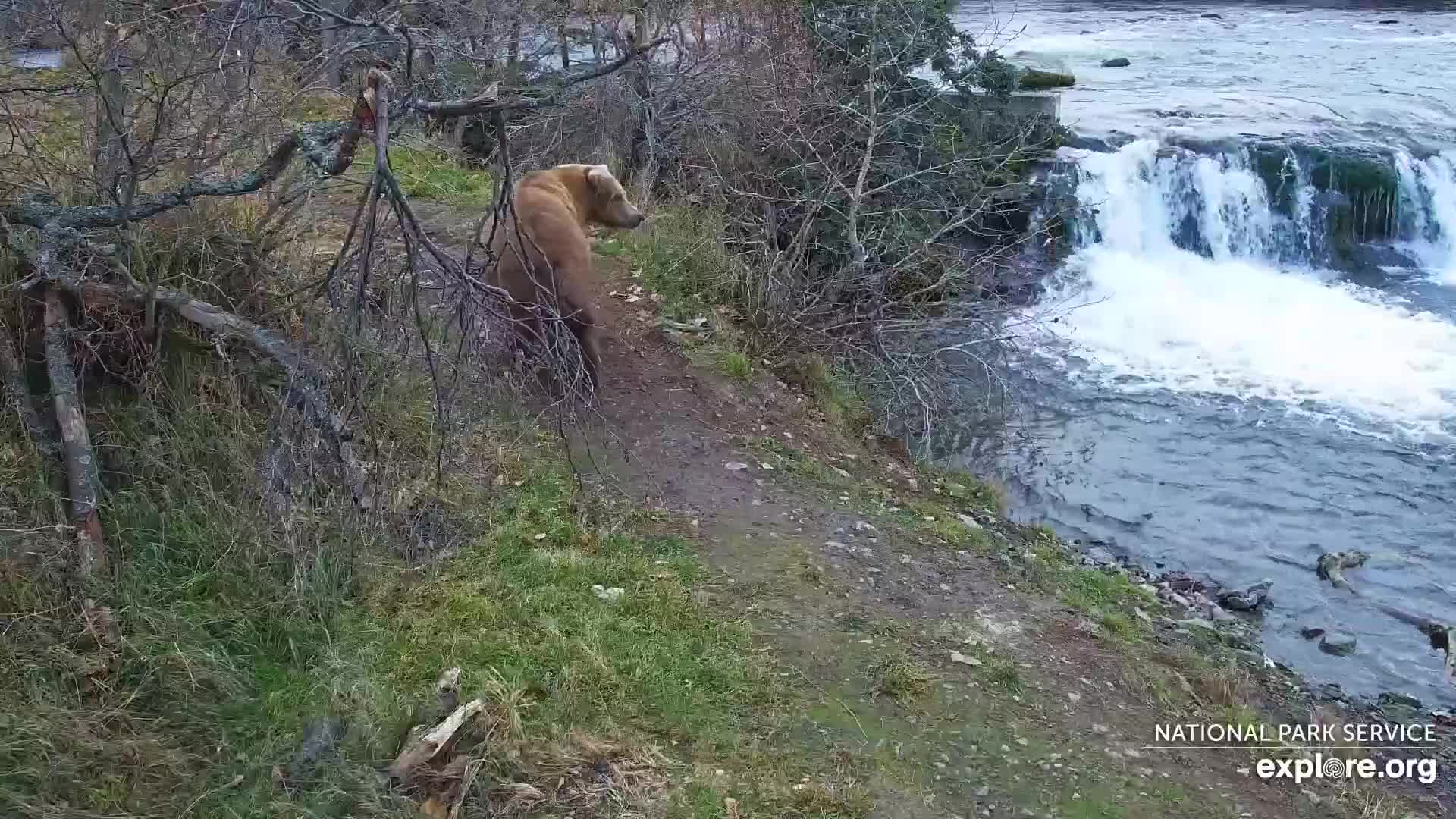 Explore.org Brooks Falls Brown Bears Snapshot taken by AmandaUK | Explore.org