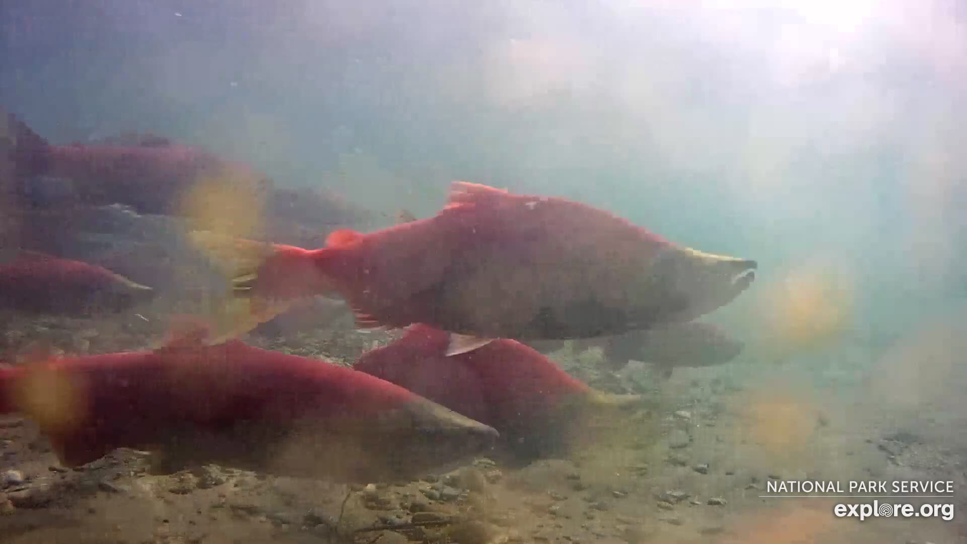 Underwater Salmon Cam Snapshot taken by Jopaws