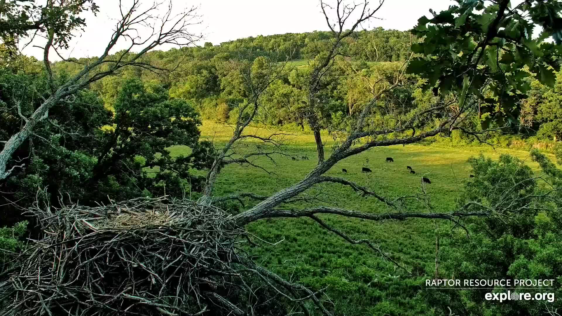 DECORAH NORTH EAGLES visual data 6