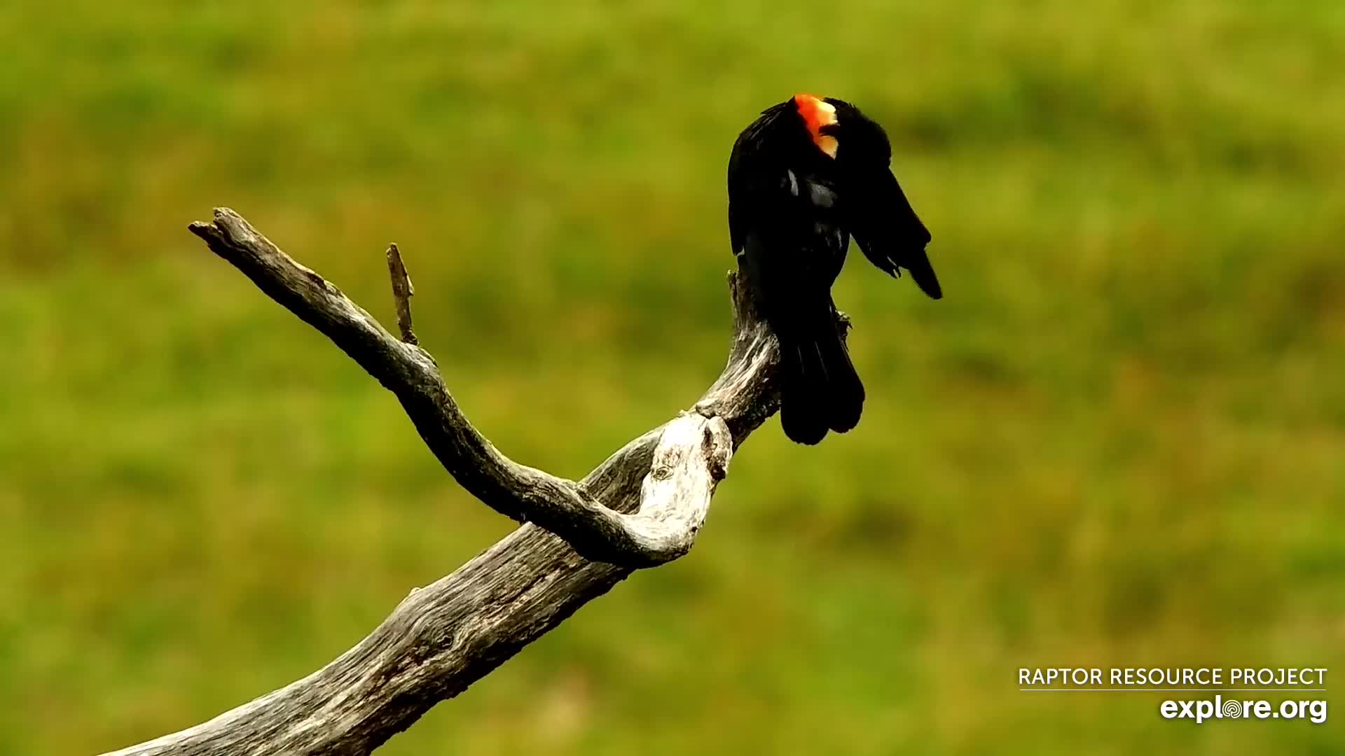 Decorah North Eagles Snapshot Taken By CamOp Zandra Explore Org   20230712T193438 7033992.ts 