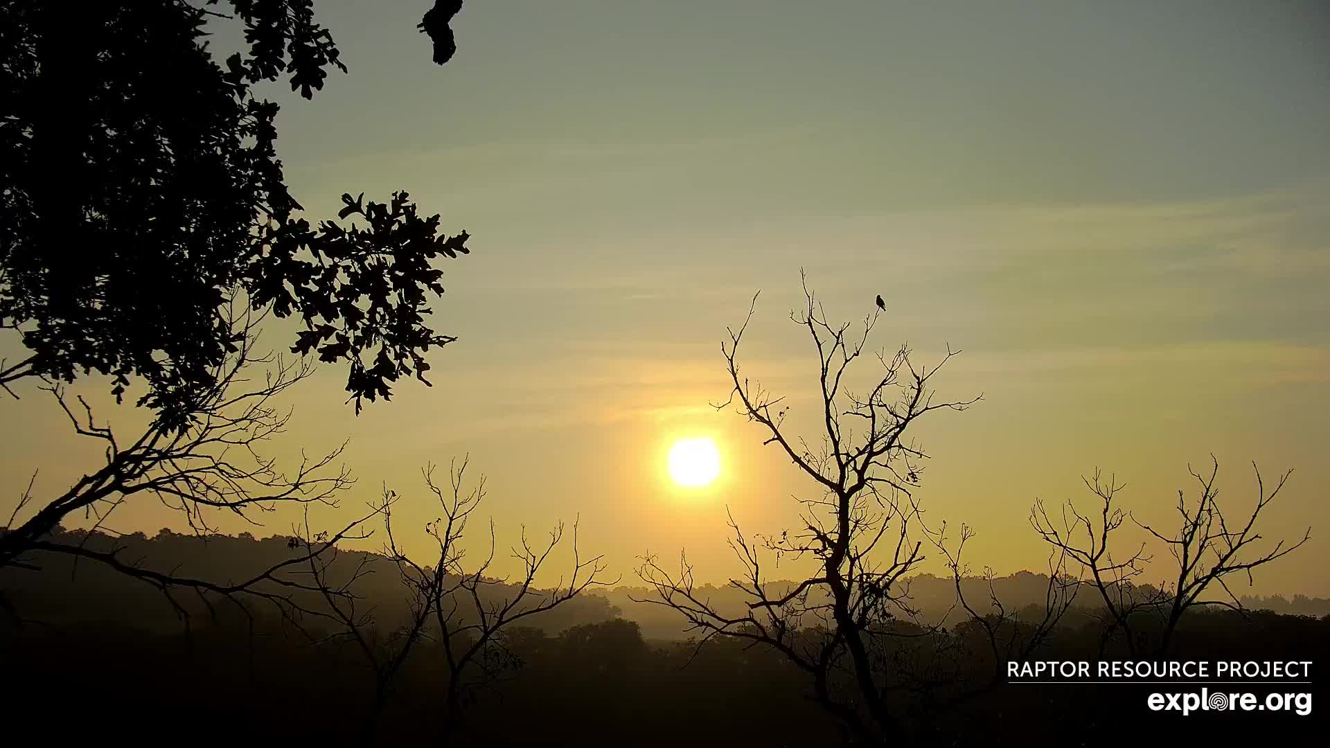 DECORAH NORTH EAGLES intelligence overview