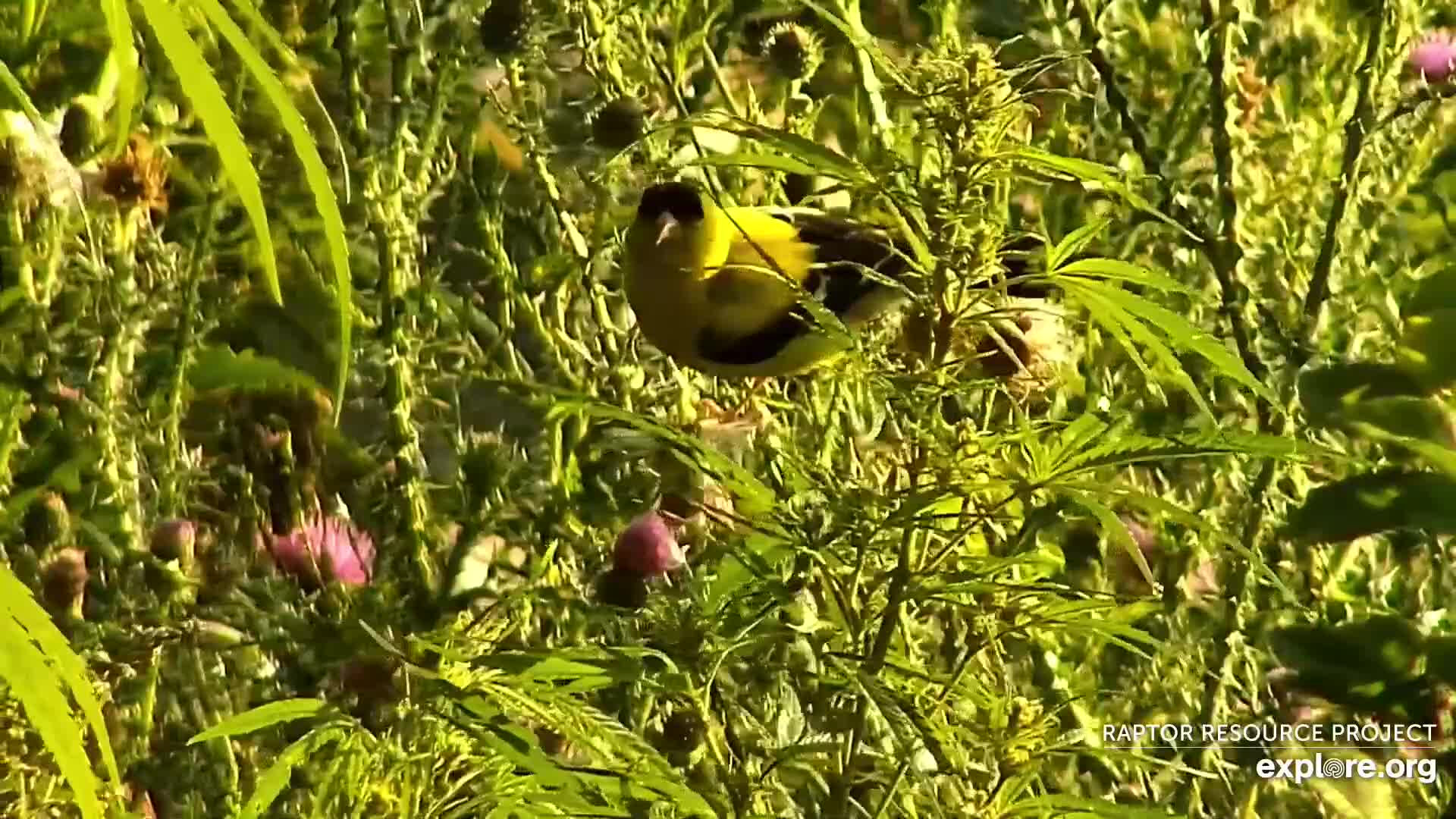 Decorah, Iowa visual data 7