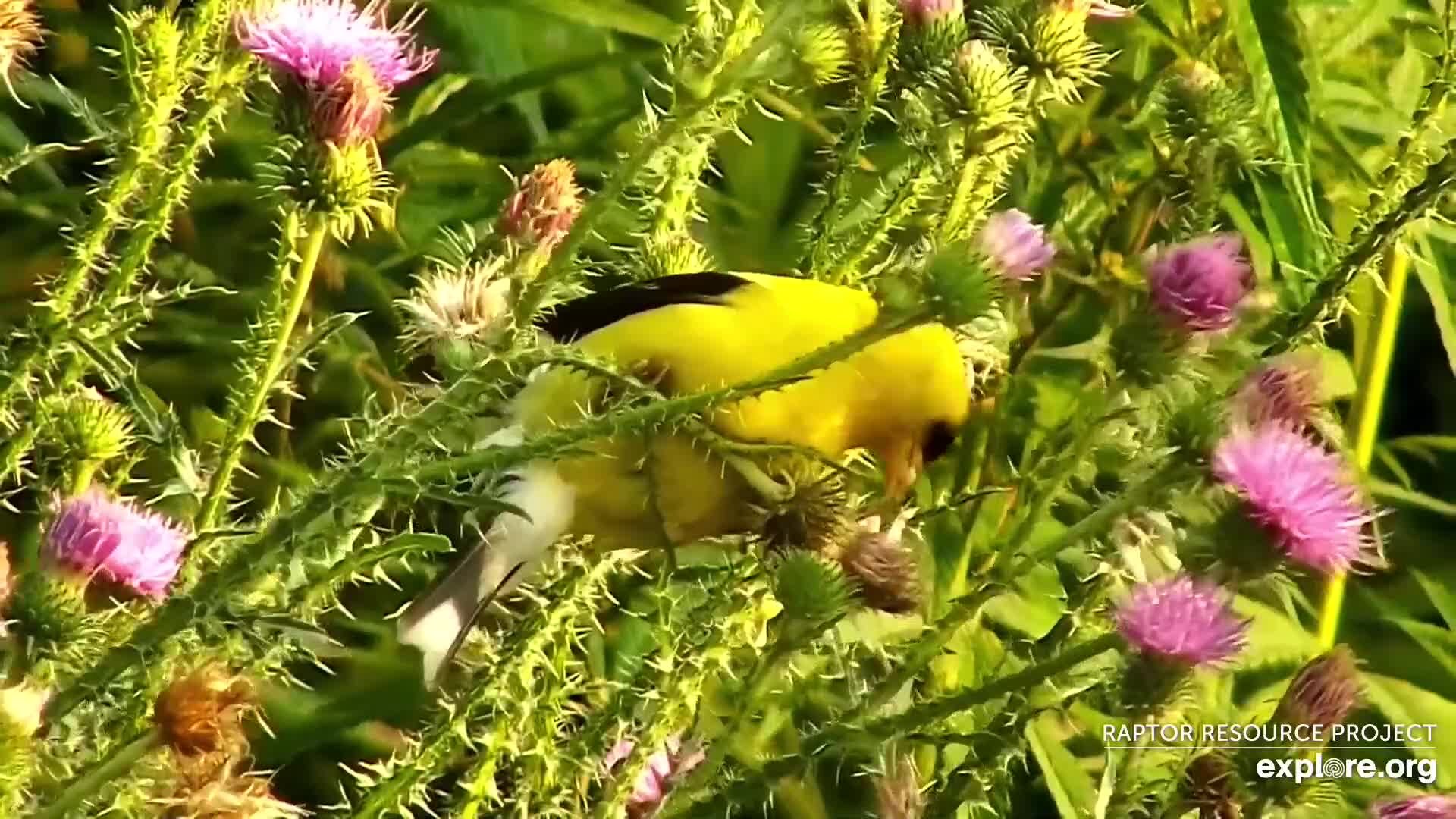 DECORAH NORTH EAGLES visual data 5