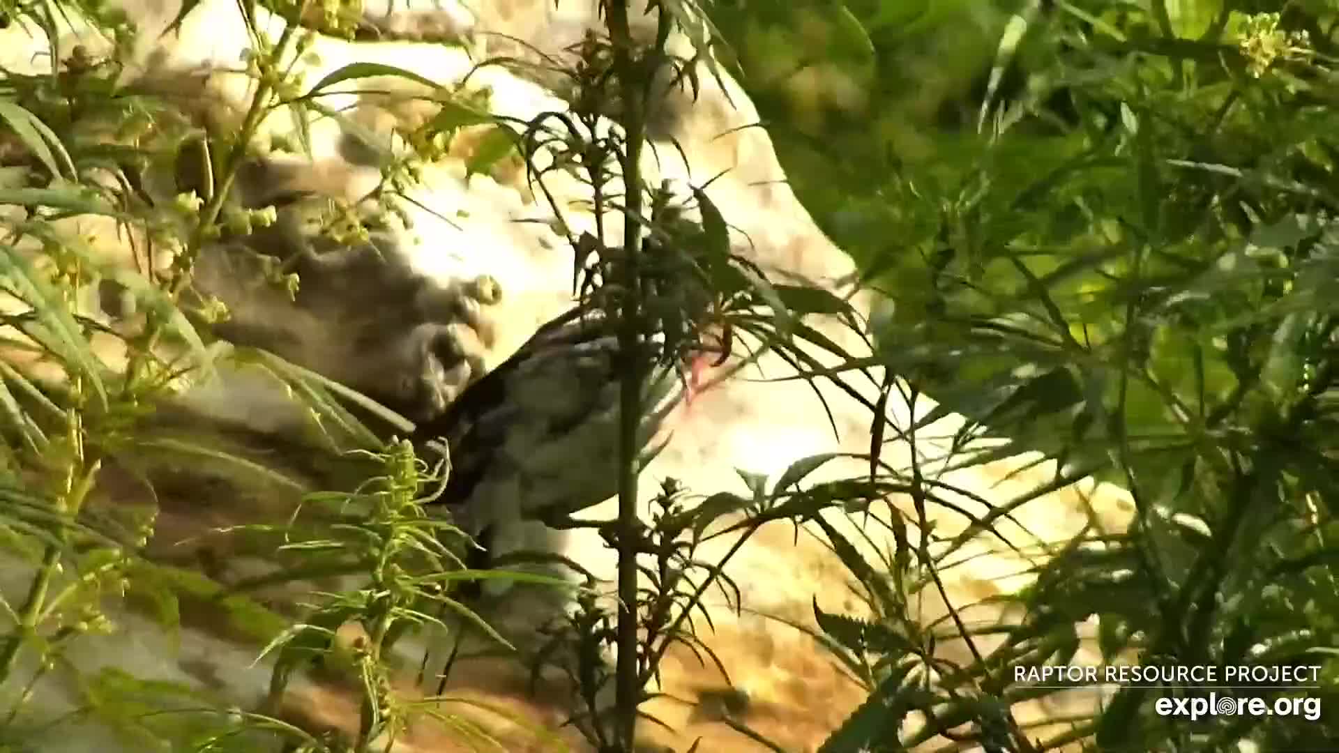 DECORAH NORTH EAGLES visual data 8