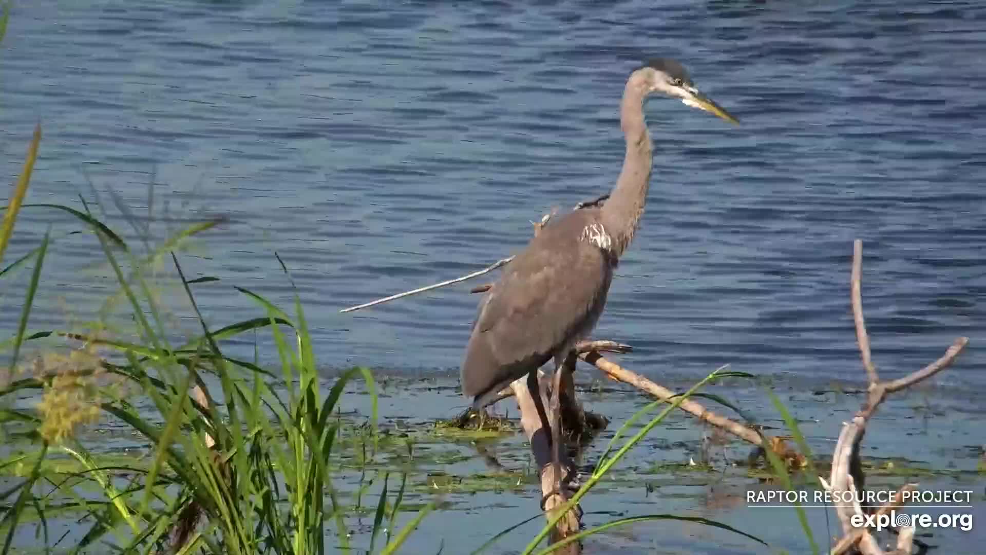 MISSISSIPPI RIVER BIRD CAM visual data 8