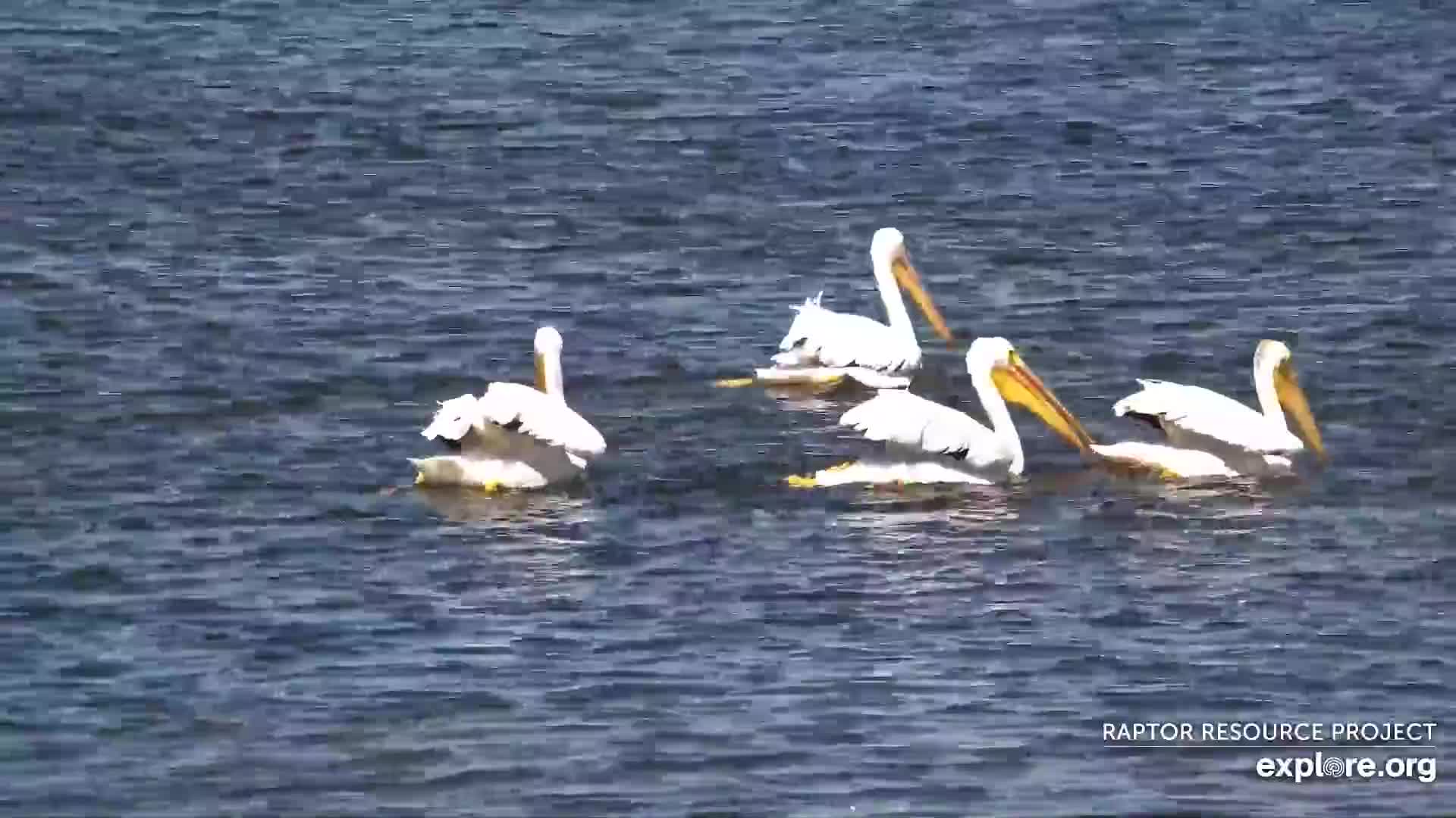 MISSISSIPPI RIVER BIRD CAM visual data 7