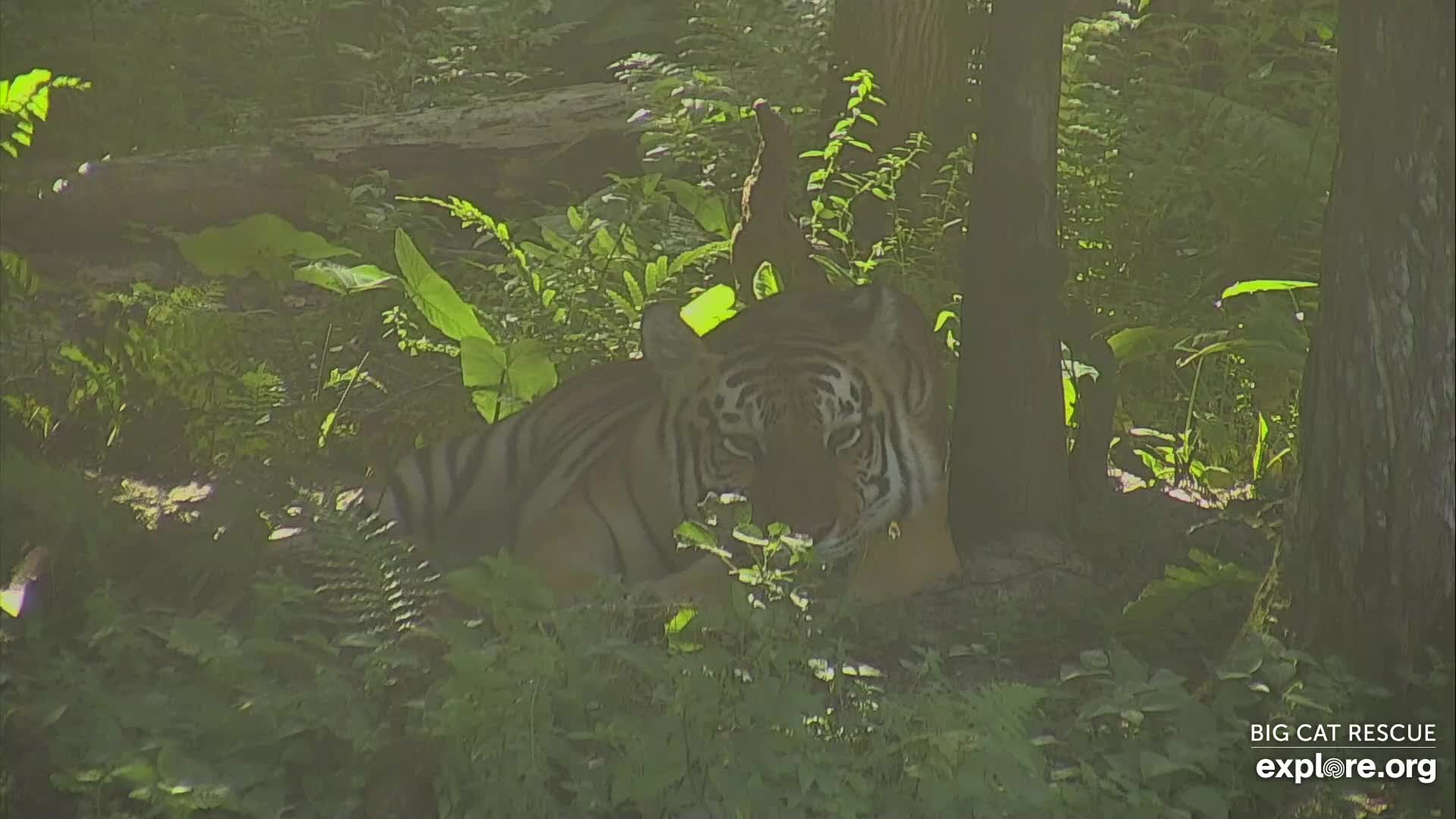 Tiger Lake Snapshot taken by AnnaChristie