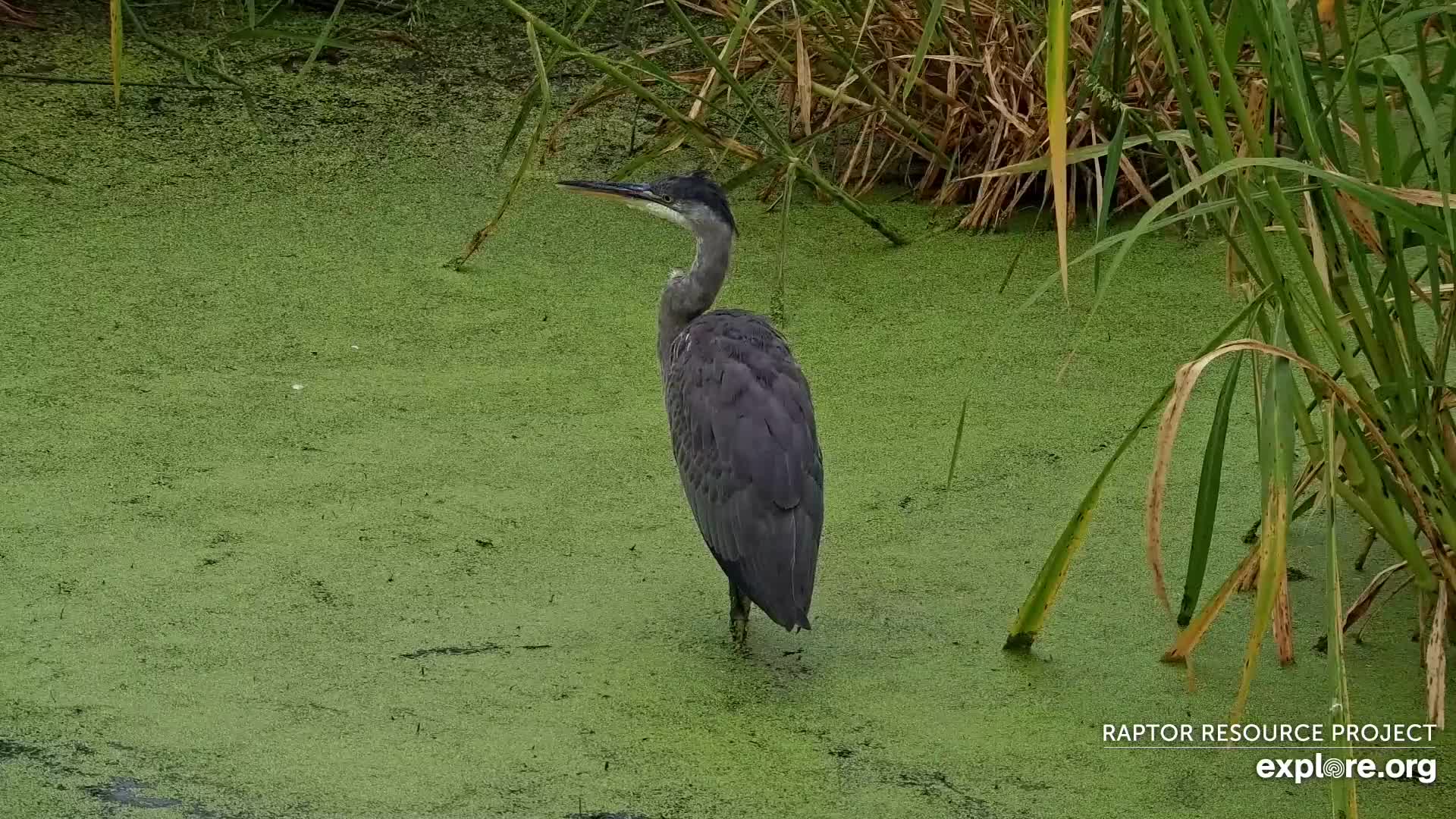 MISSISSIPPI RIVER BIRD CAM visual data 6