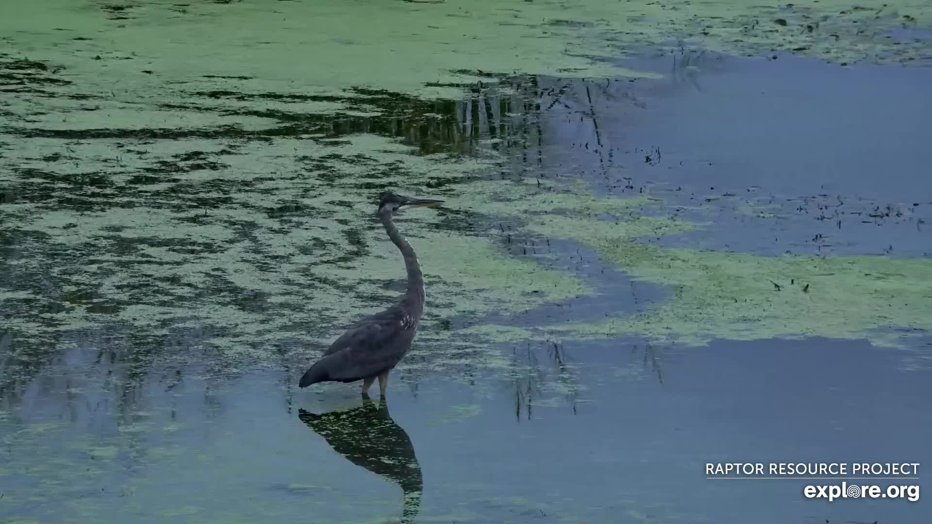 MISSISSIPPI RIVER BIRD CAM intelligence overview