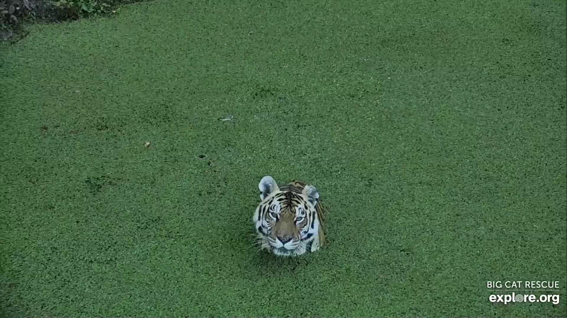 Tiger Lake Snapshot taken by AnnaChristie