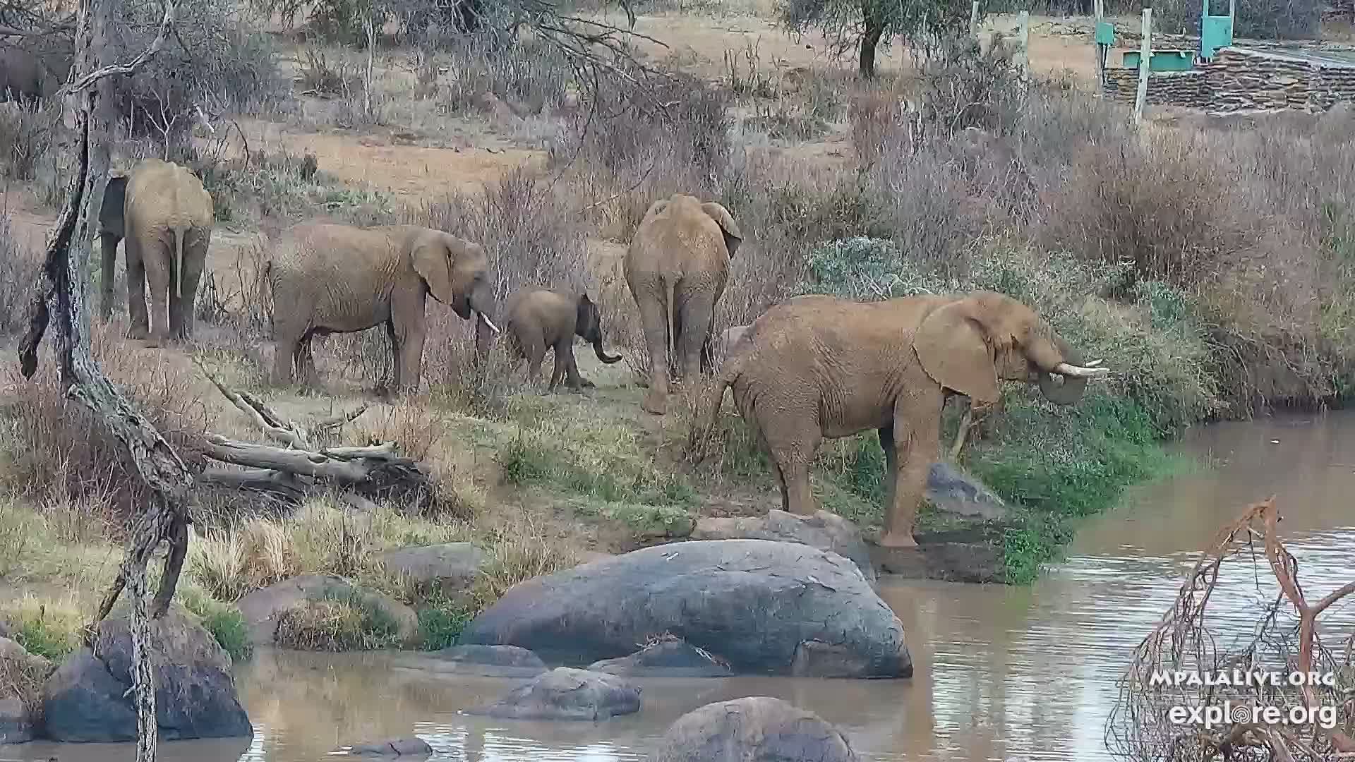 African River Wildlife Snapshot taken by MajatheBee | Explore.org