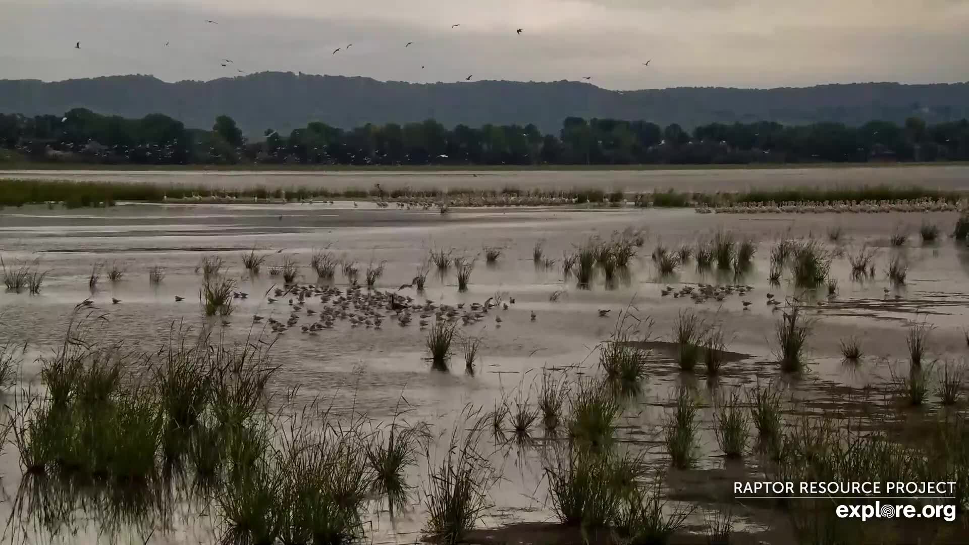 MISSISSIPPI RIVER BIRD CAM visual data 3