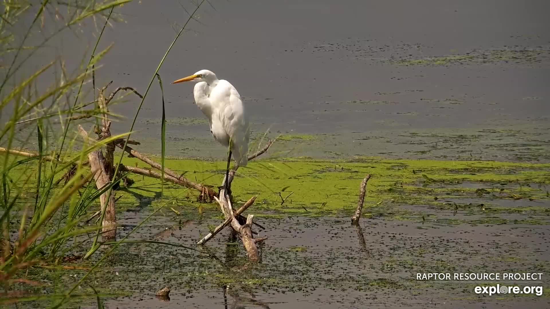 MISSISSIPPI RIVER BIRD CAM visual data 2