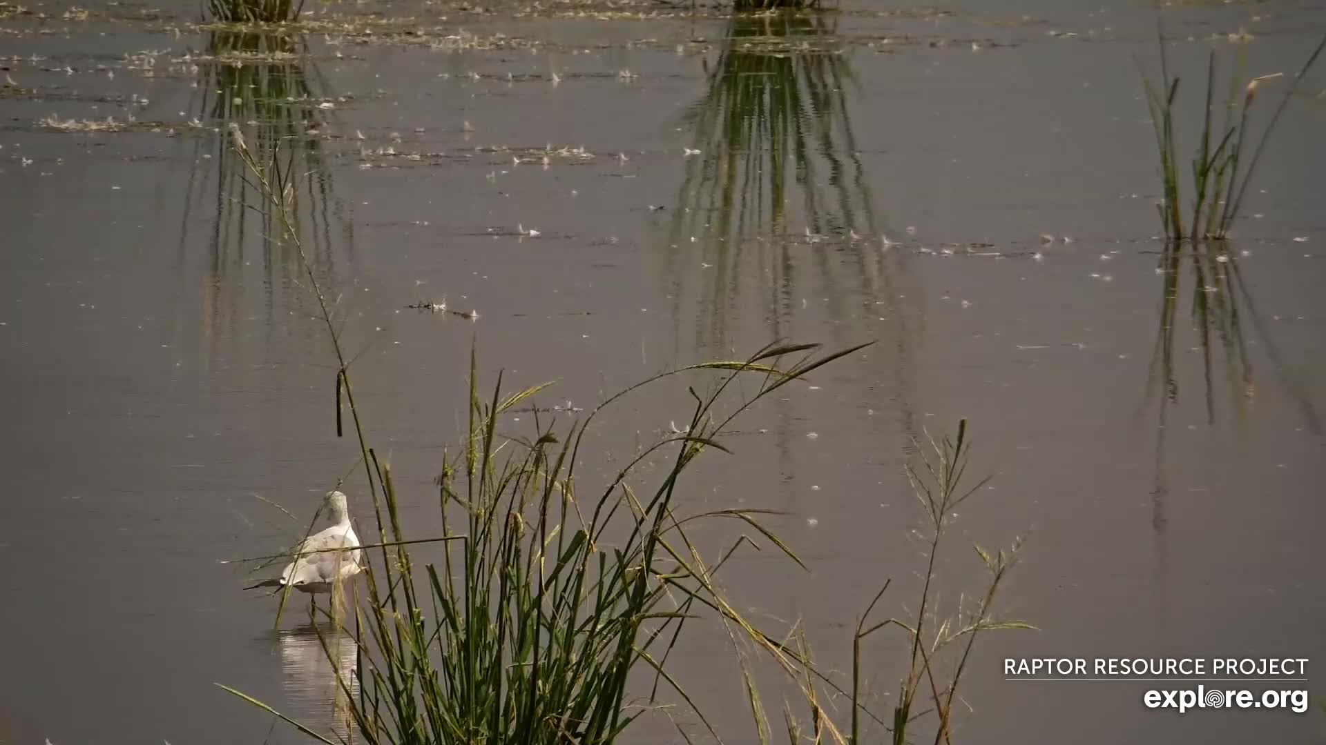 MISSISSIPPI RIVER BIRD CAM visual data 4