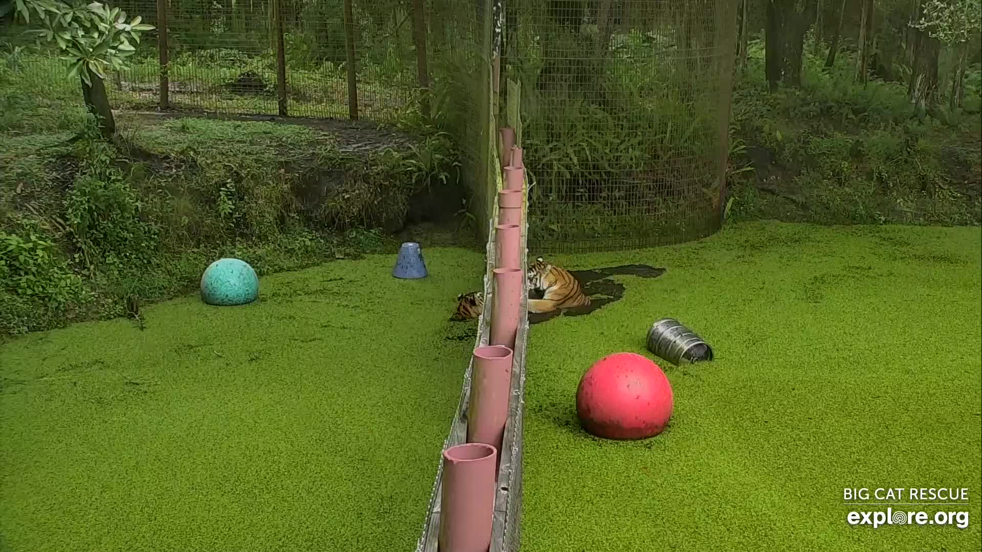 Tiger Lake Snapshot taken by Dpetrone84