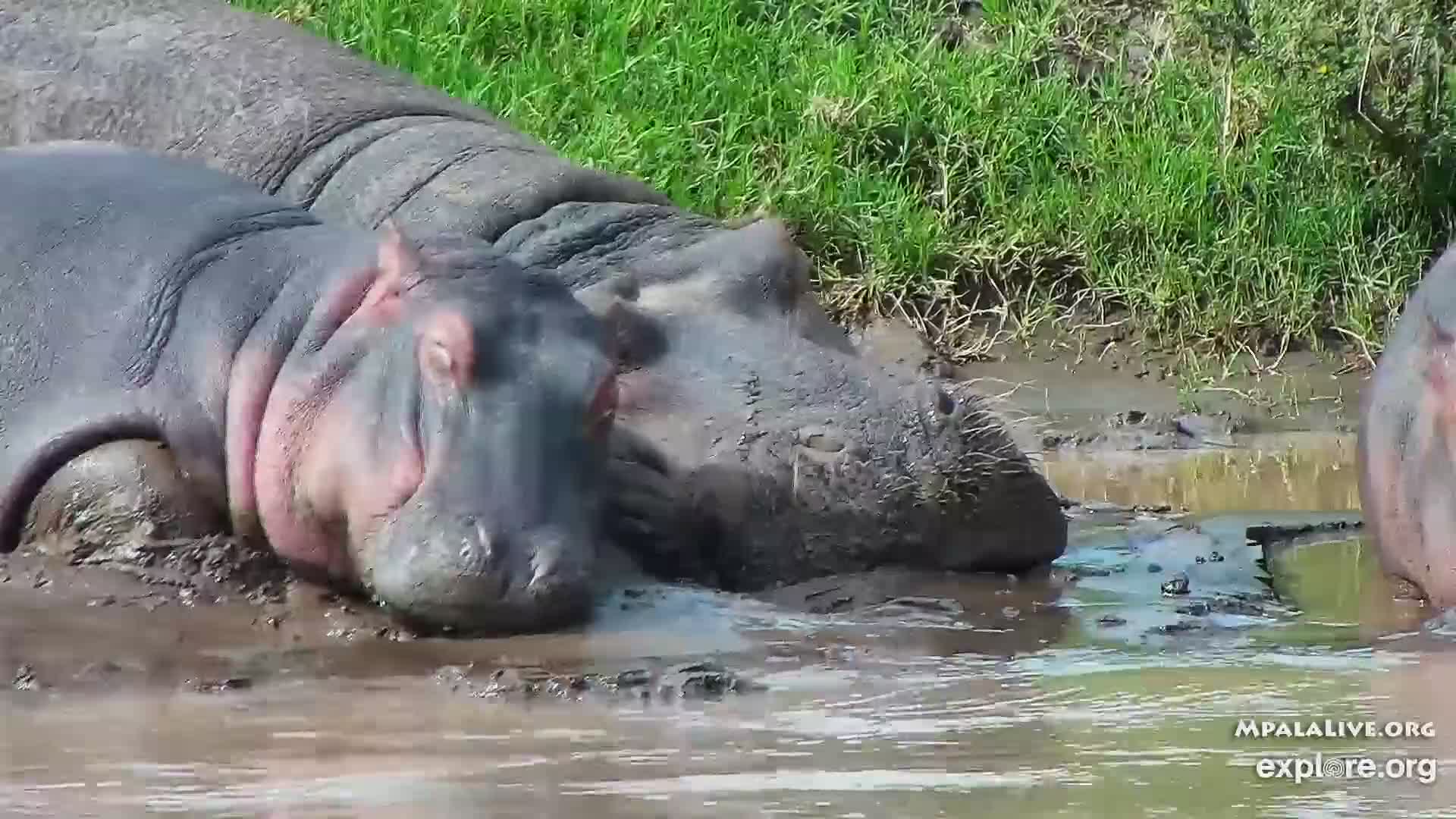 African Animals Watering Hole Snapshot taken by My2joysmj