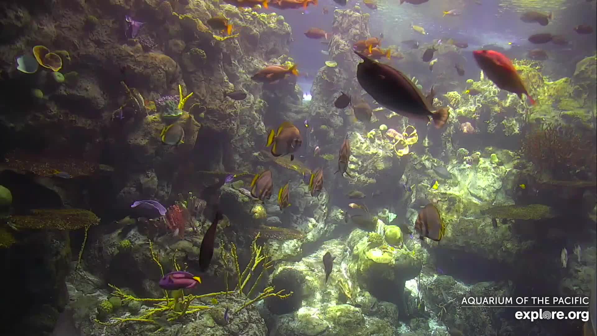 Long Beach, California Underwater Live Cam