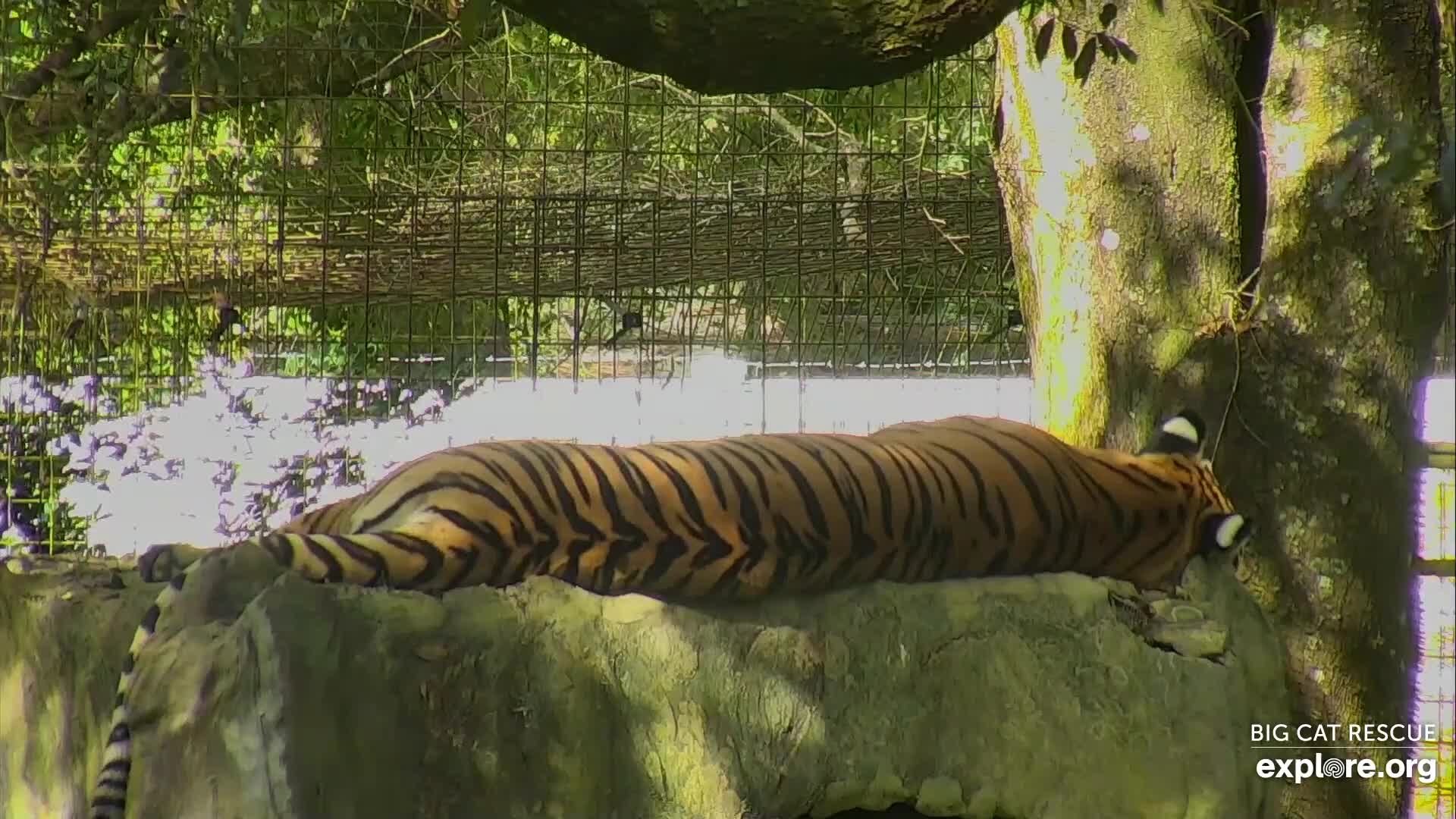 Tiger Lake Snapshot taken by guhguh