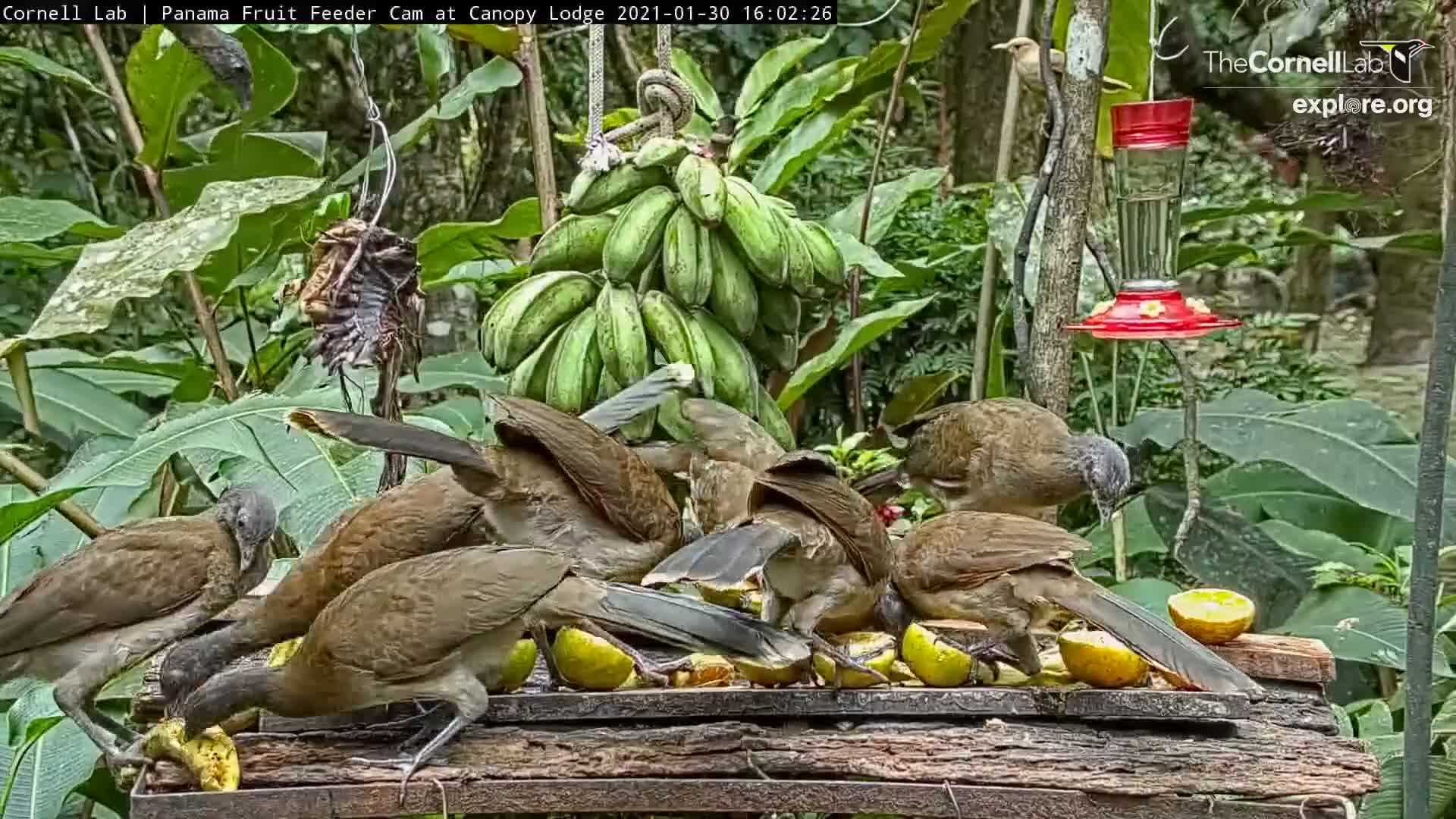 Panama Fruit Feeder Cam at Canopy Lodge Snapshot taken by MissMercedes