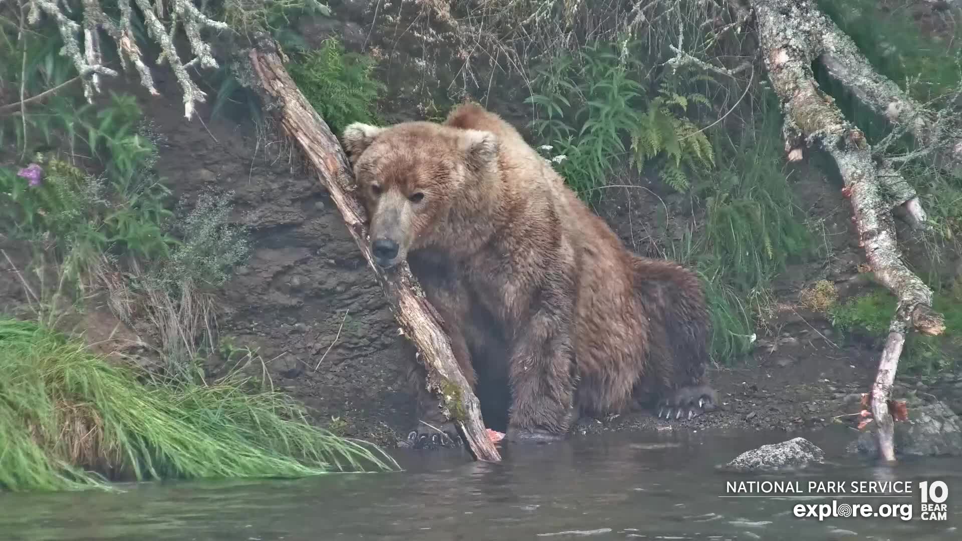 Explore.org Brooks Falls Brown Bears Snapshot taken by bonidll | Explore.org