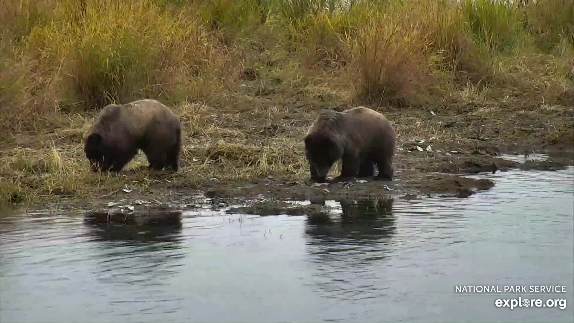 Explore.org River Watch Bear Cam Snapshot taken by bonidll | Explore.org