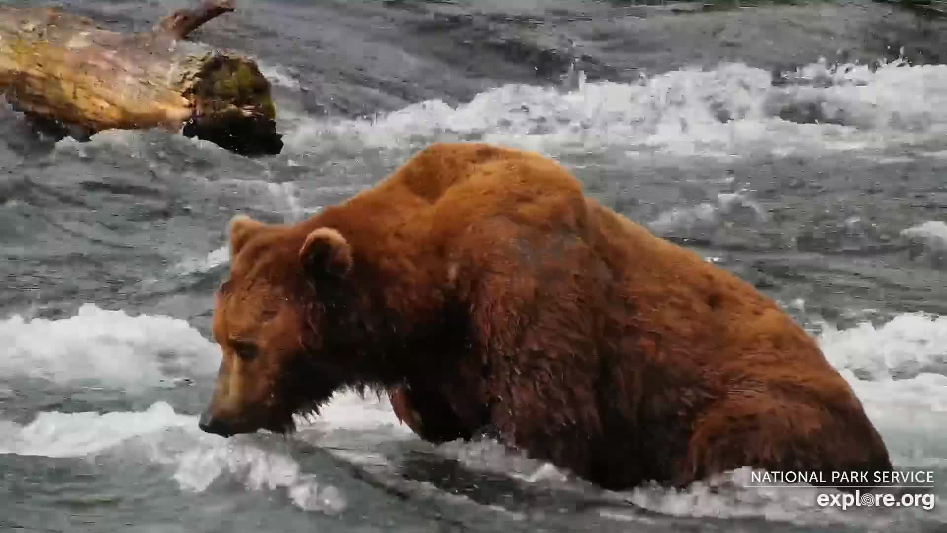 Explore.org The Riffles Bear Cam Snapshot taken by | Explore.org