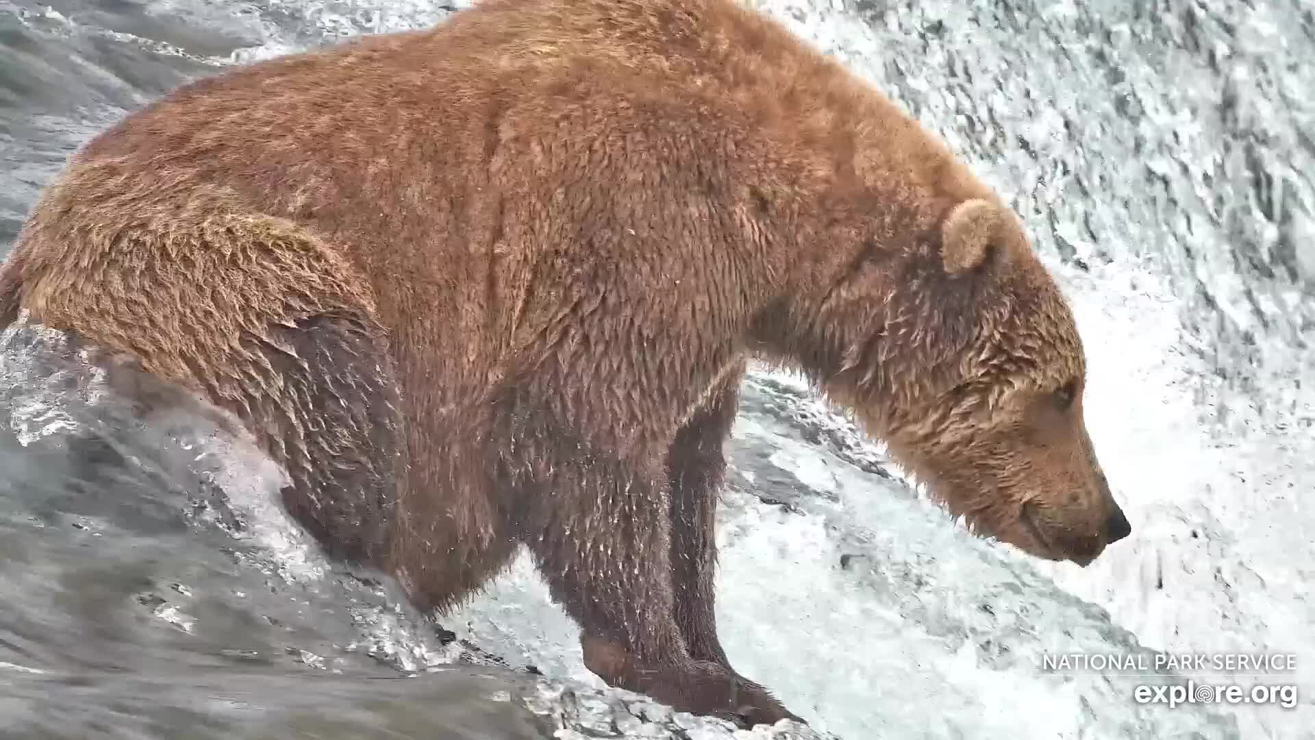 Explore.org Brooks Falls Brown Bears Snapshot taken by Losangeles_go | Explore.org