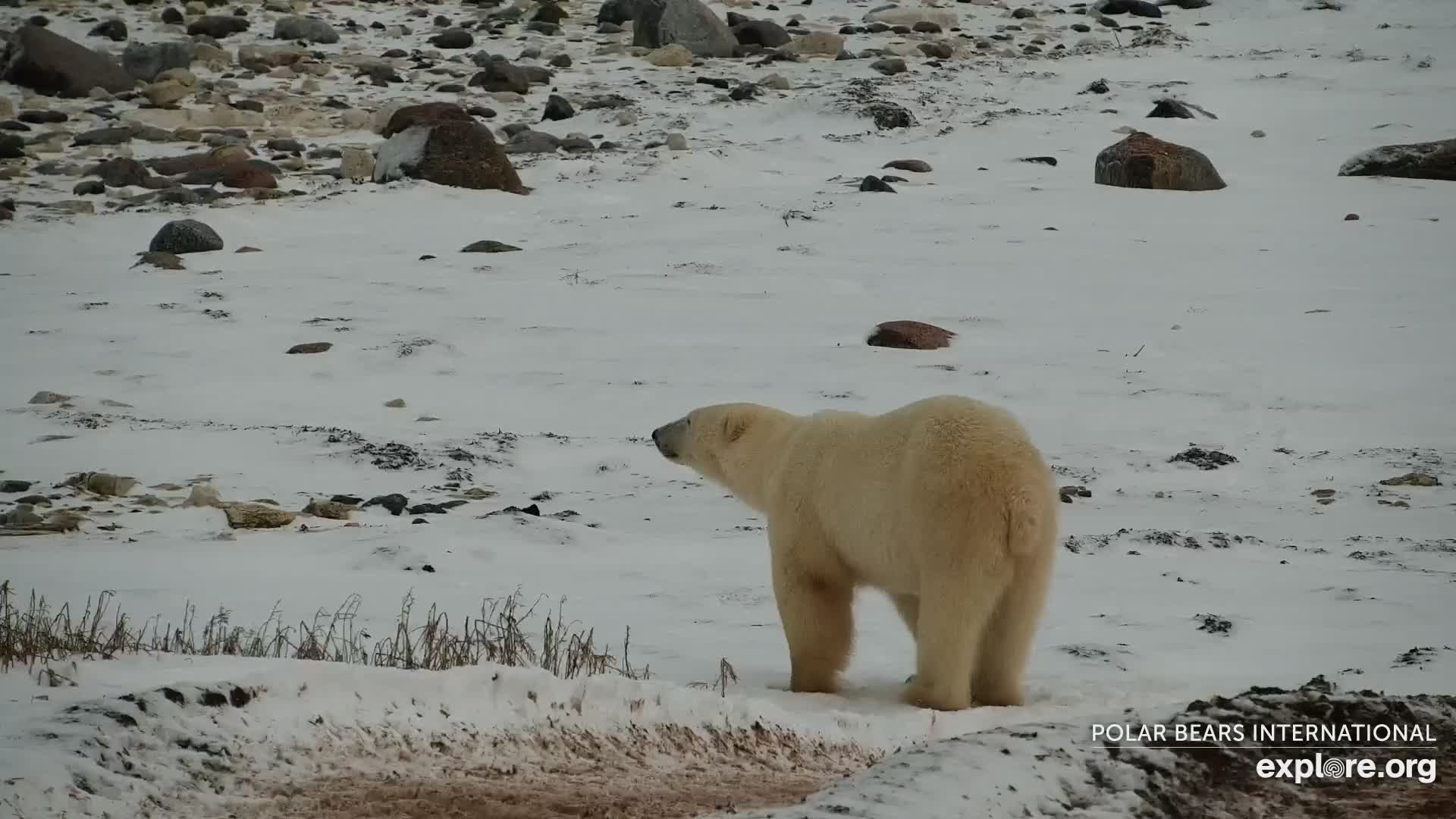 Polar Bear Tundra Buggy Snapshot taken by Jopaws | Explore.org