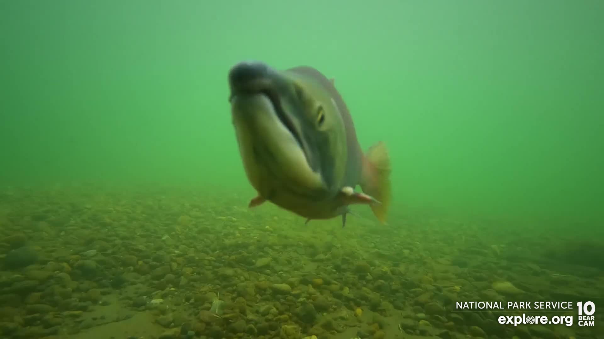 Underwater Salmon Cam Snapshot taken by tottallou | Explore.org