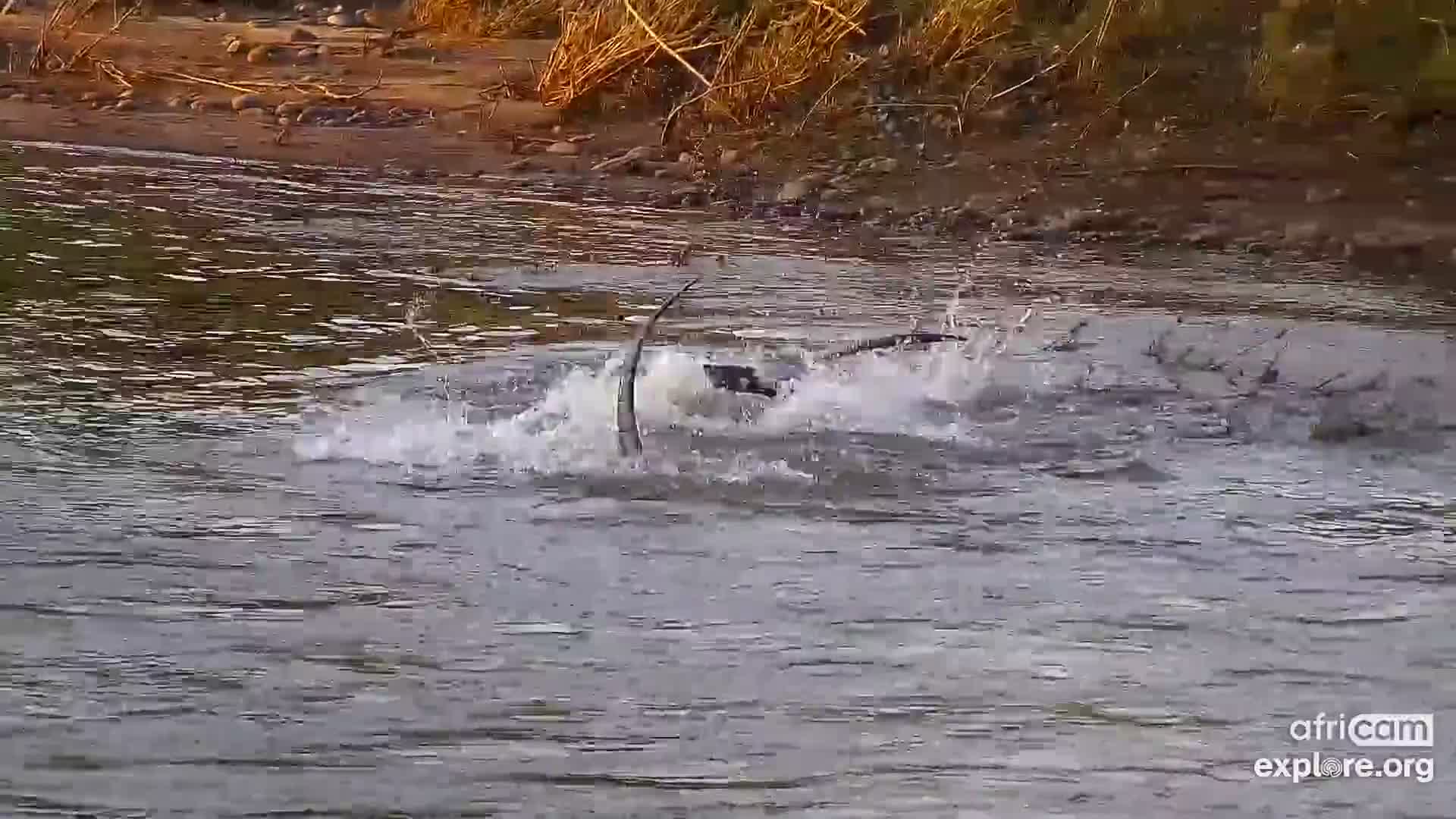 Olifants River Snapshot taken by Hyak♡Spirit | Explore.org