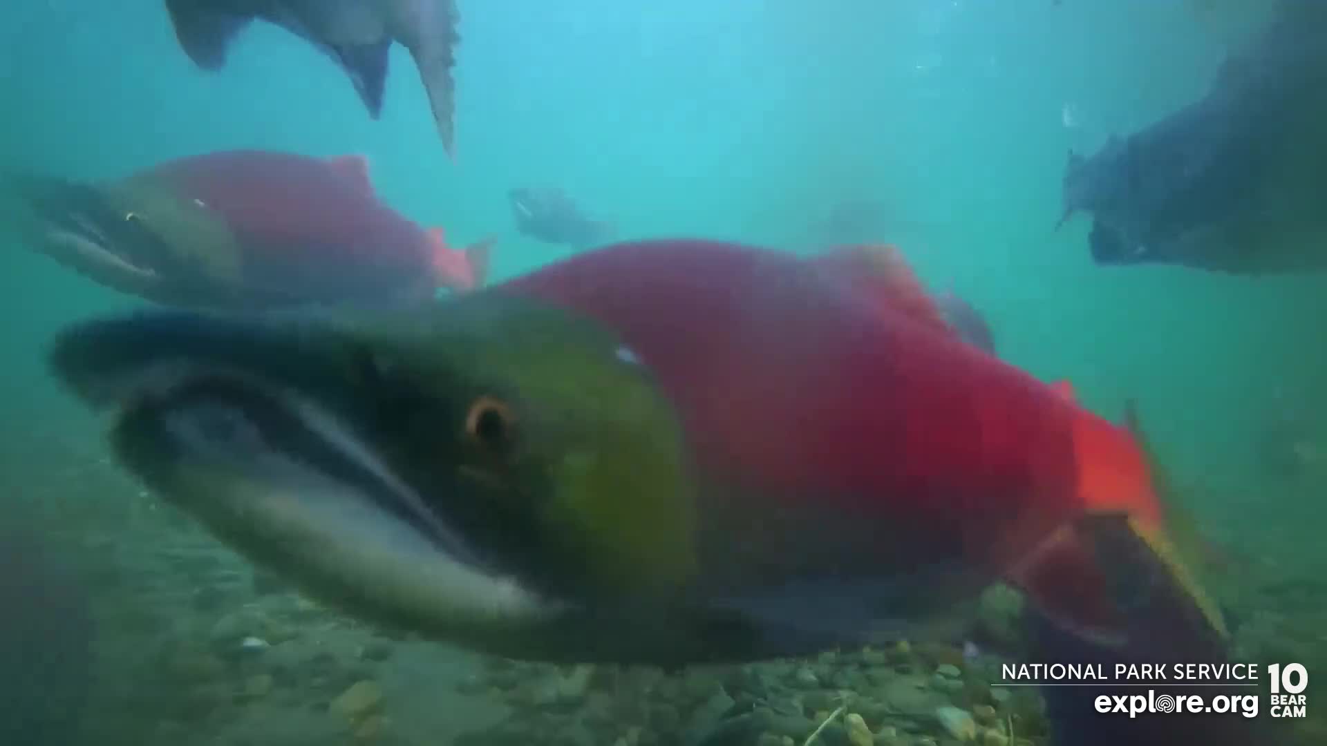 Underwater Salmon Cam Snapshot taken by LASR