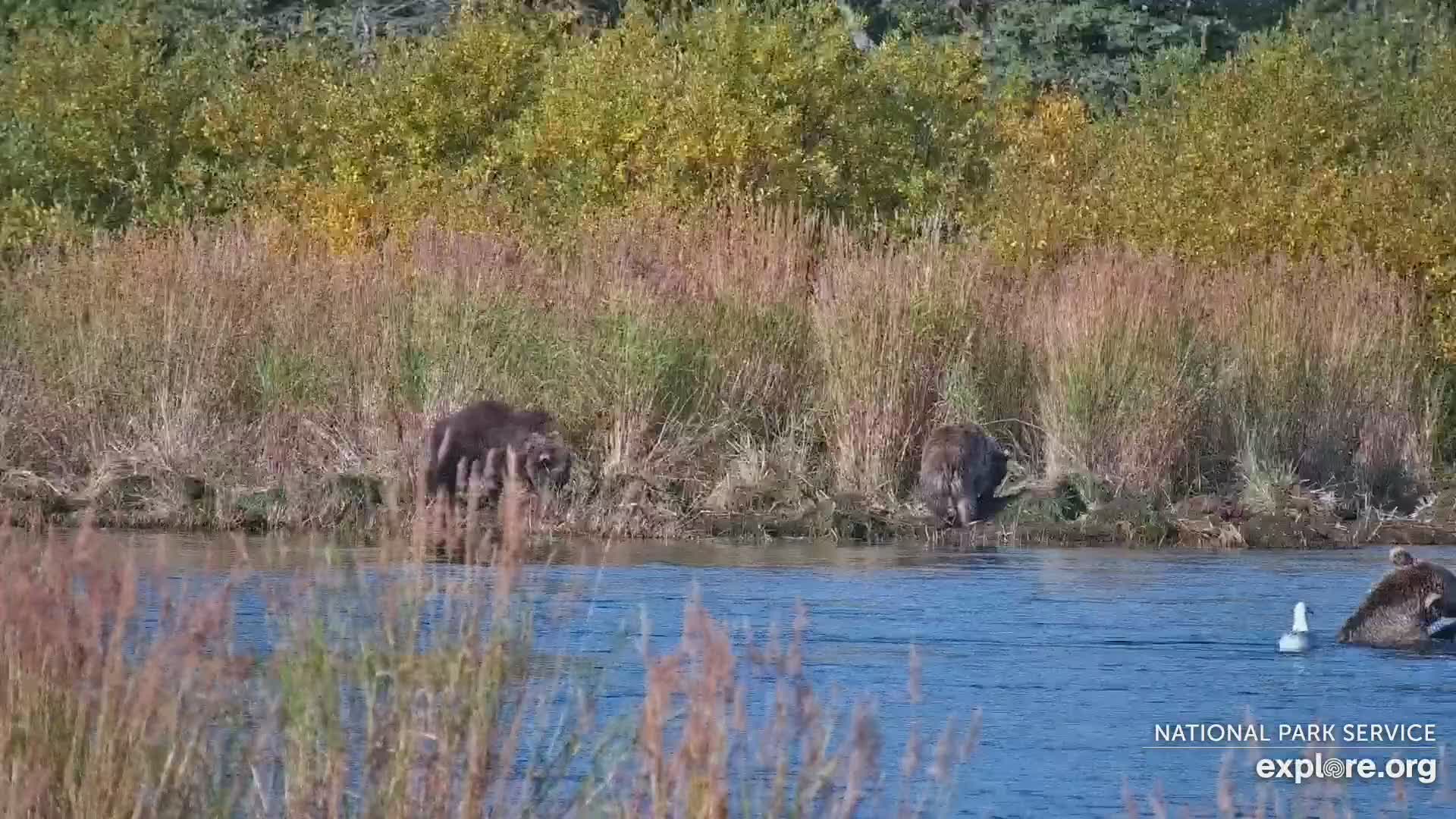 River Watch Bear Cam Snapshot taken by rkatchuk | Explore.org