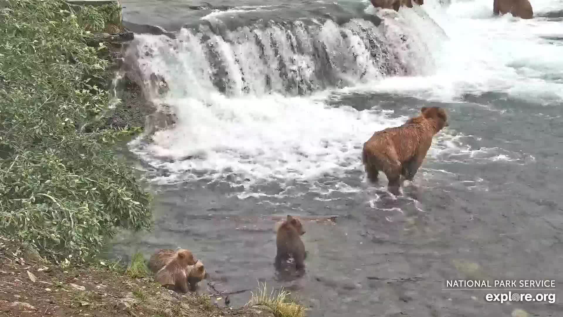 Explore.org Brooks Falls Brown Bears Snapshot taken by Losangeles_go | Explore.org