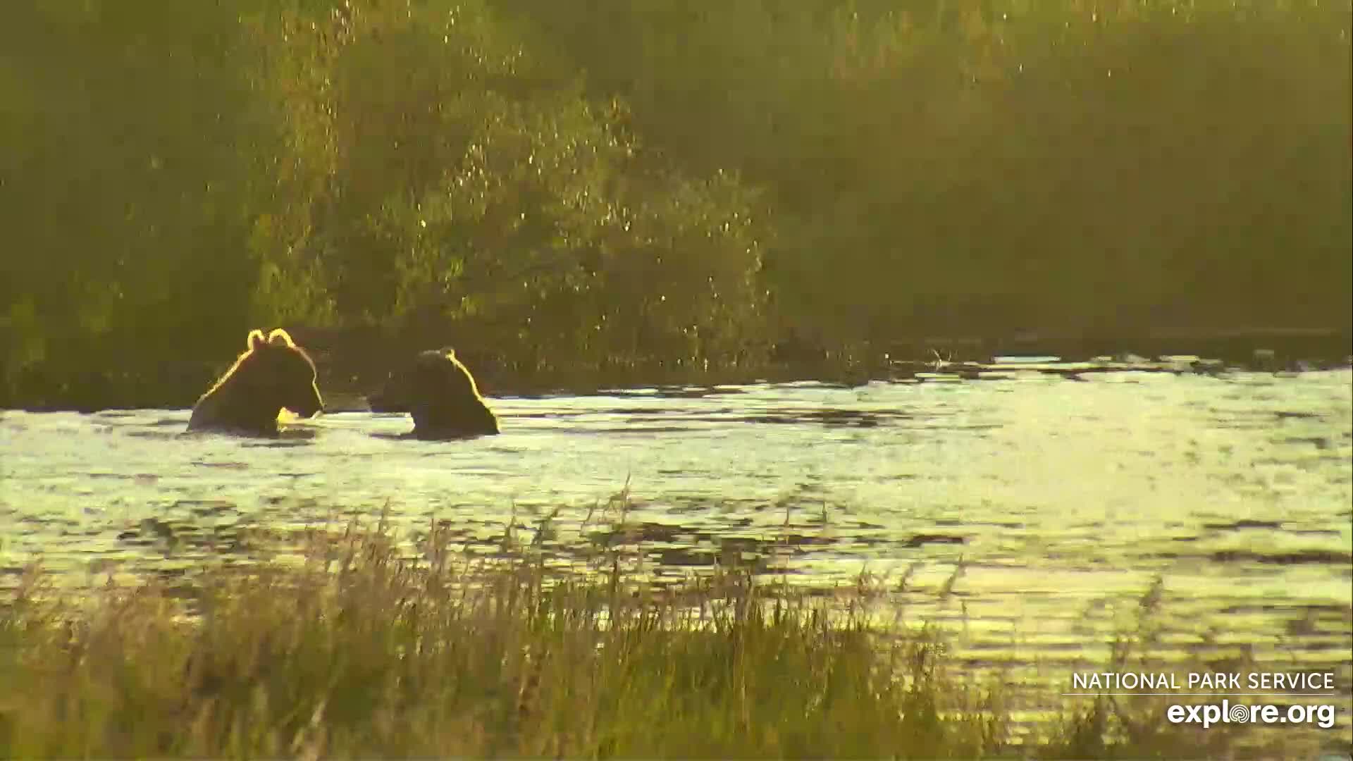 Explore.org River Watch Bear Cam Snapshot taken by Losangeles_go | Explore.org