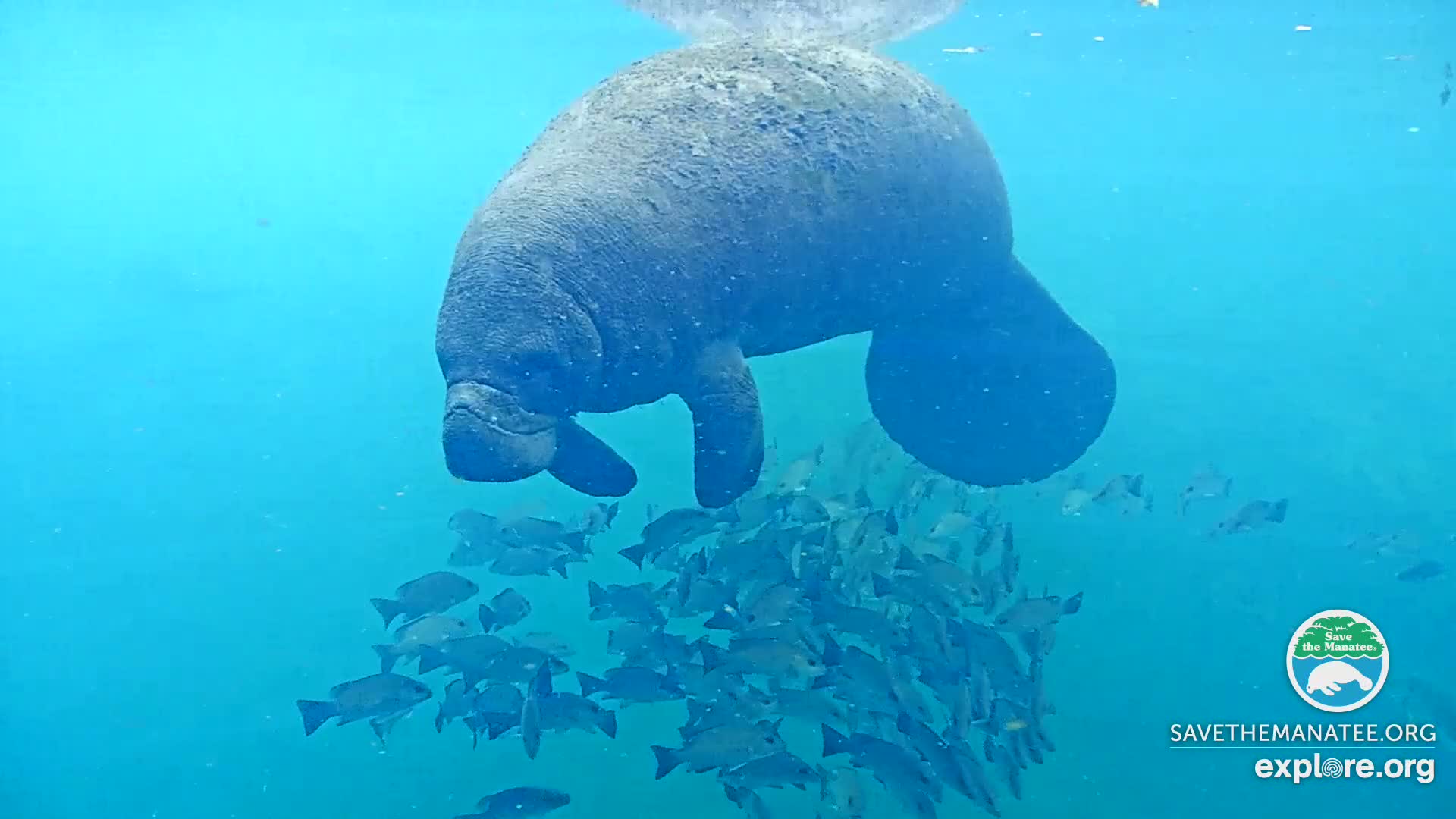 HOMOSASSA SPRINGS UNDERWATER MANATEES visual data 3