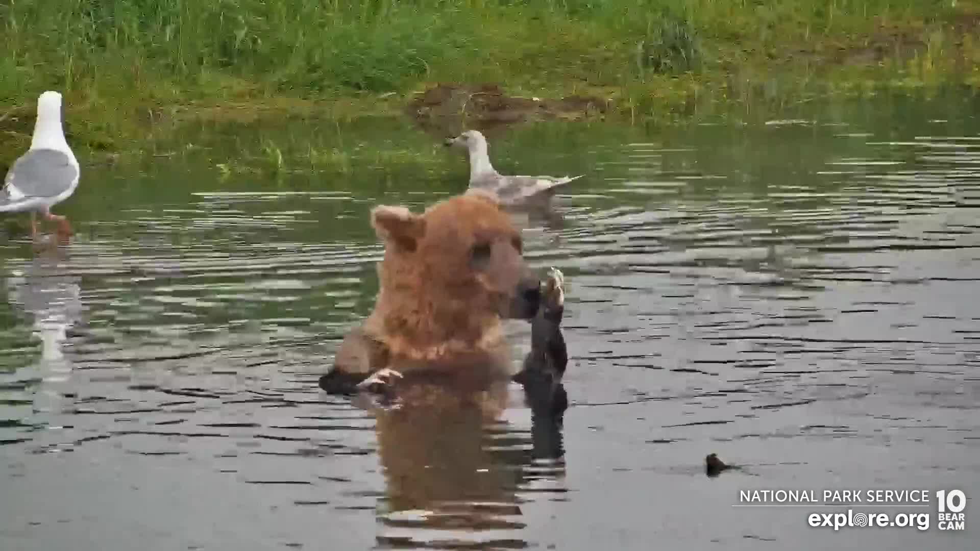 How To Watch The Bear In Australia