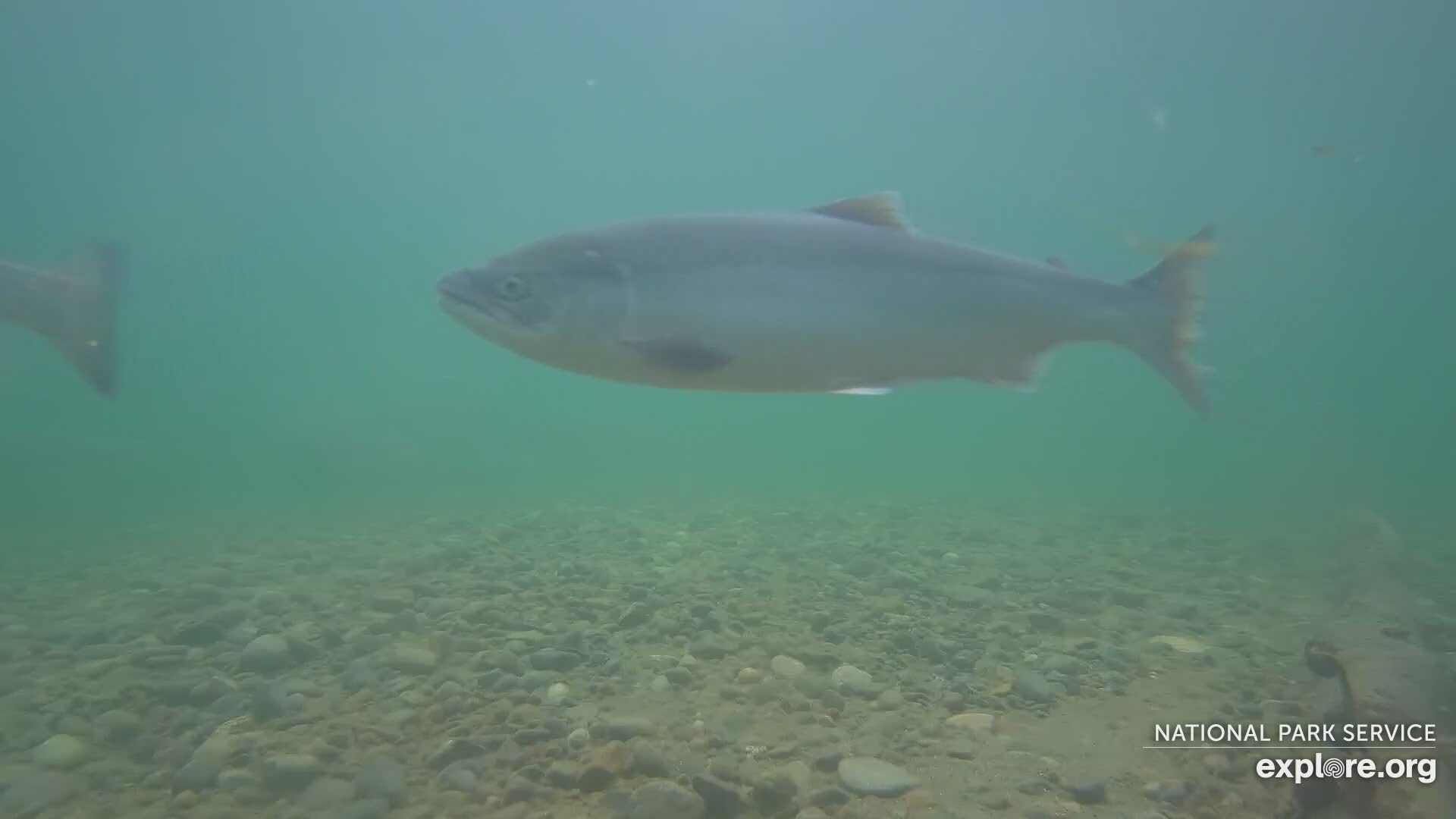 Underwater Salmon Cam Snapshot taken by Bommy