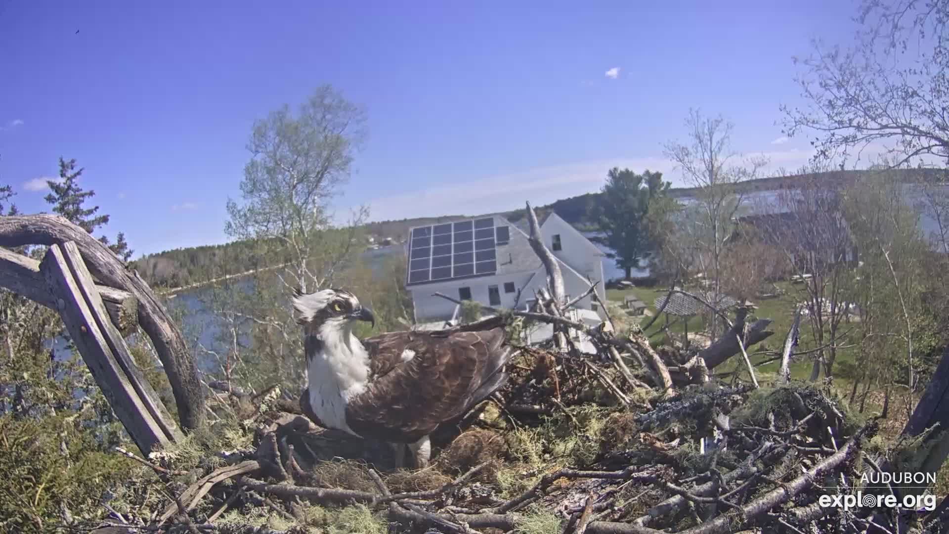Osprey Nest Branch View Snapshot taken by CamOp Moxie