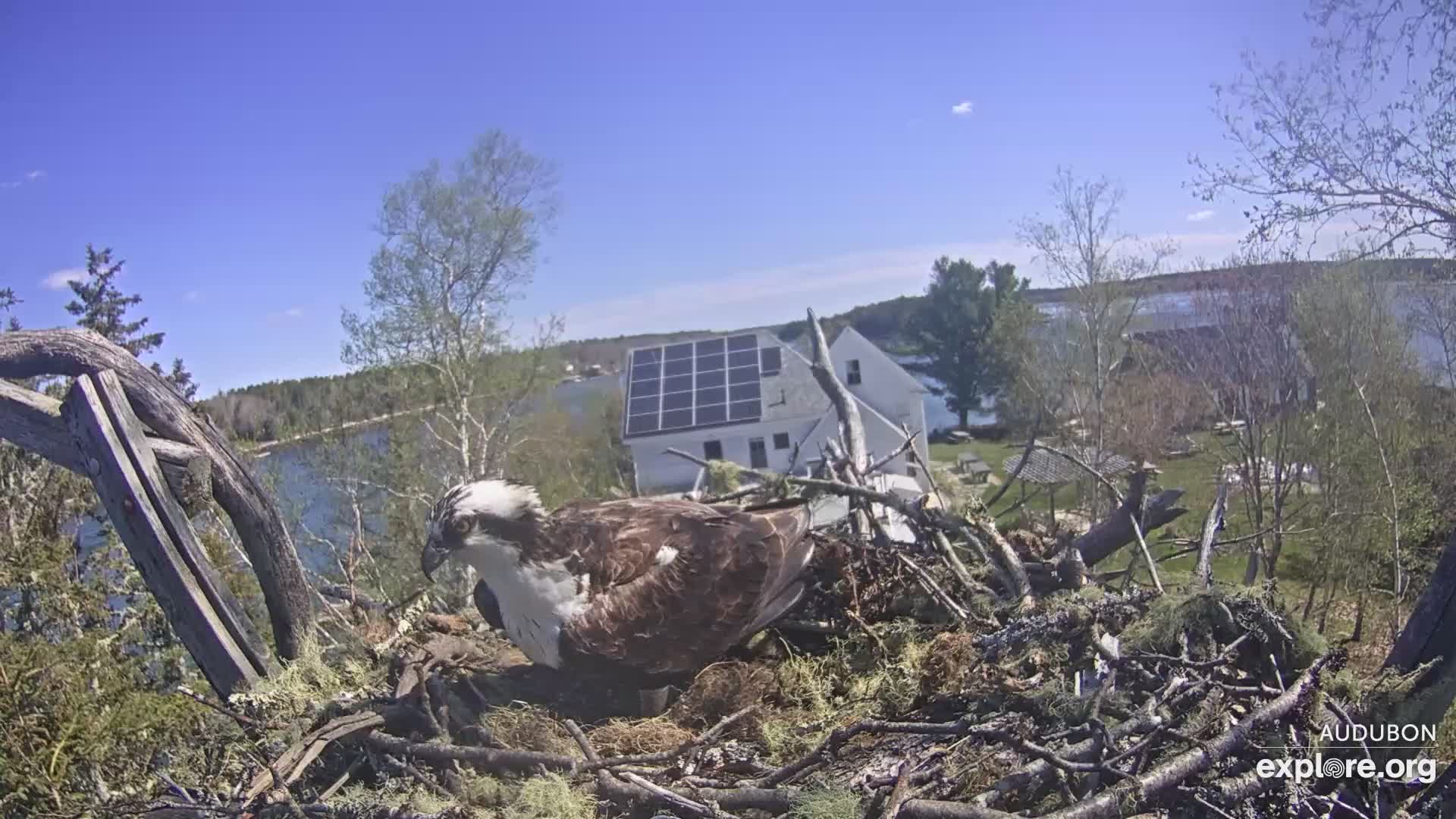 Osprey Nest Branch View Snapshot taken by CamOp Moxie