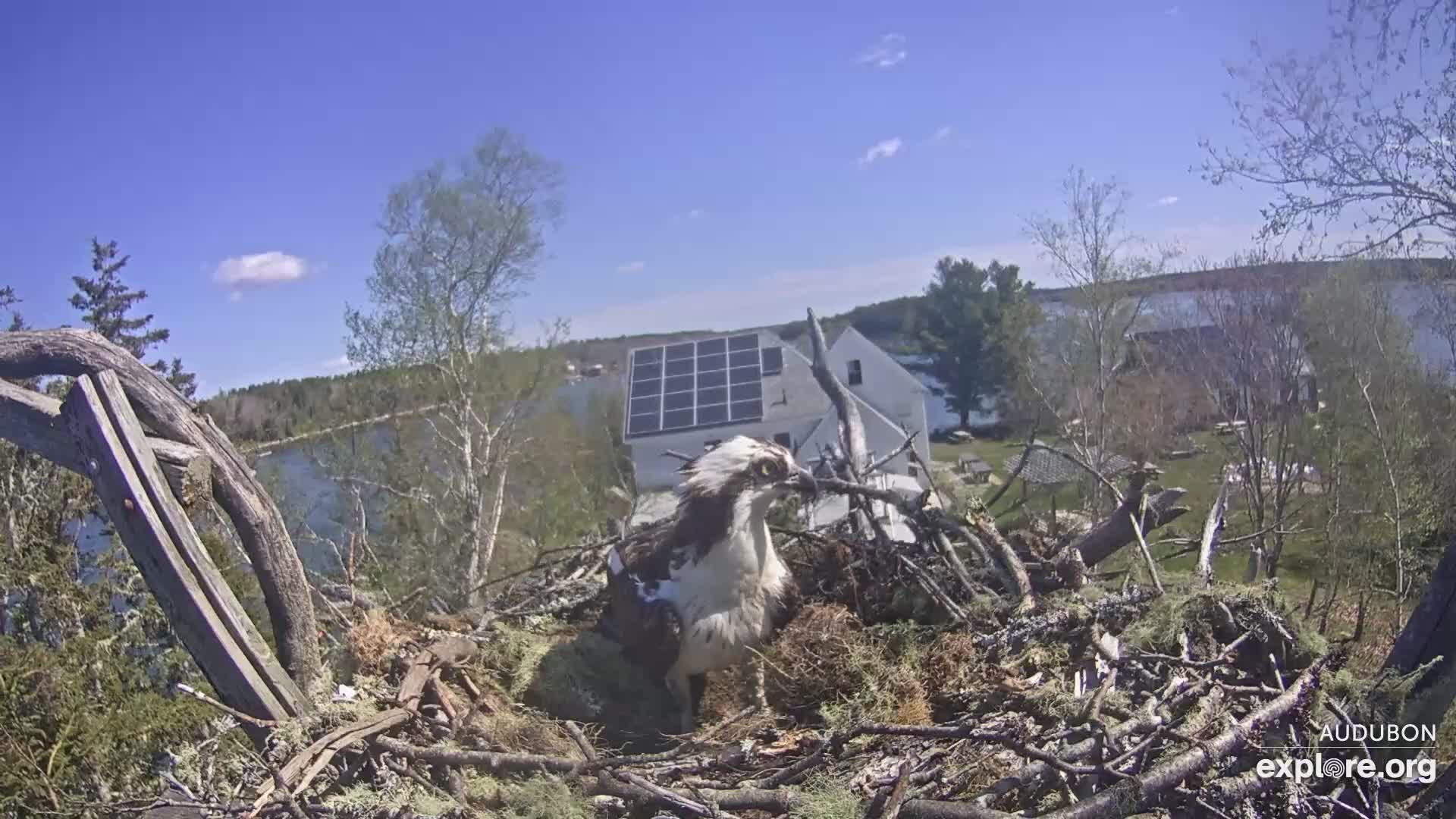 Osprey Nest Branch View Snapshot taken by CamOp Moxie