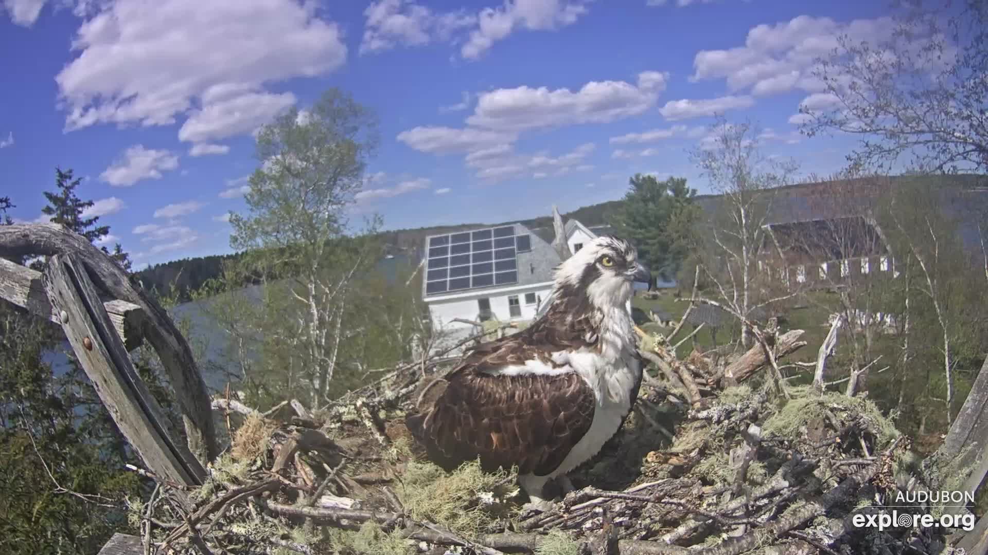Osprey Nest Branch View Snapshot taken by Liv_Owl&Osprey