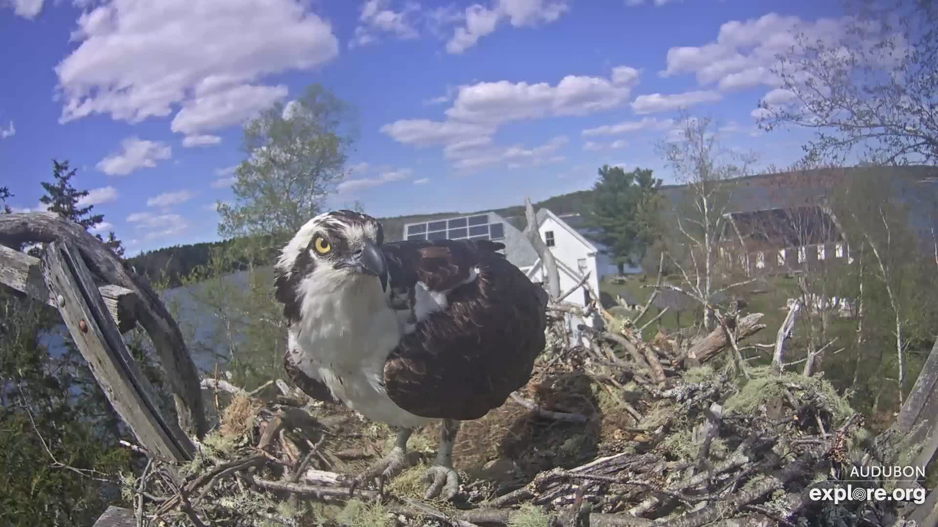 Osprey Nest Branch View Snapshot taken by Liv_Owl&Osprey