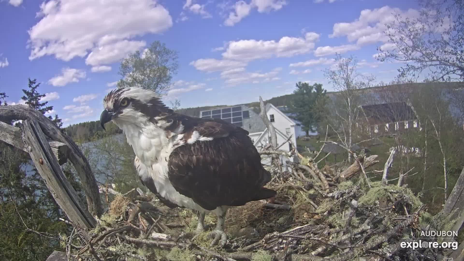 Osprey Nest Branch View Snapshot taken by Liv_Owl&Osprey