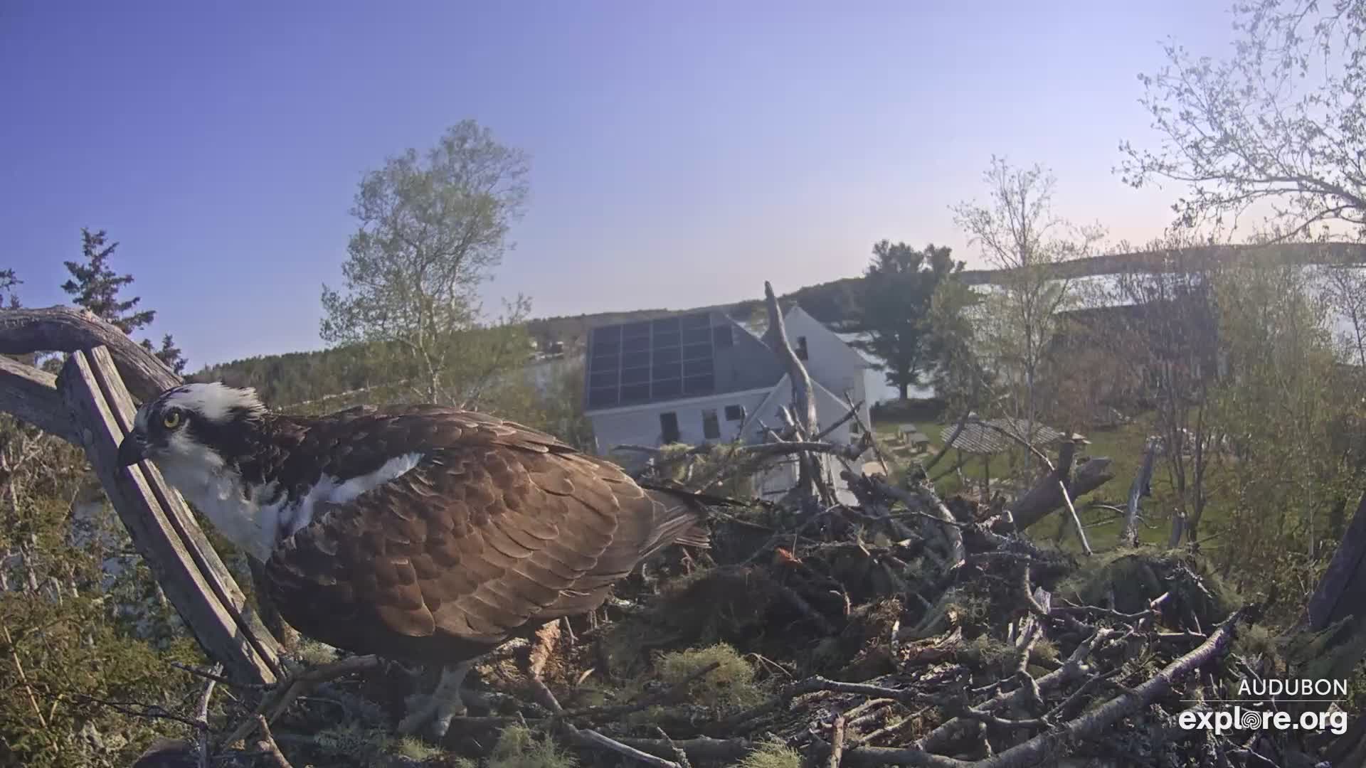 Osprey Nest Branch View Snapshot taken by pennalope2 Illinois,USA