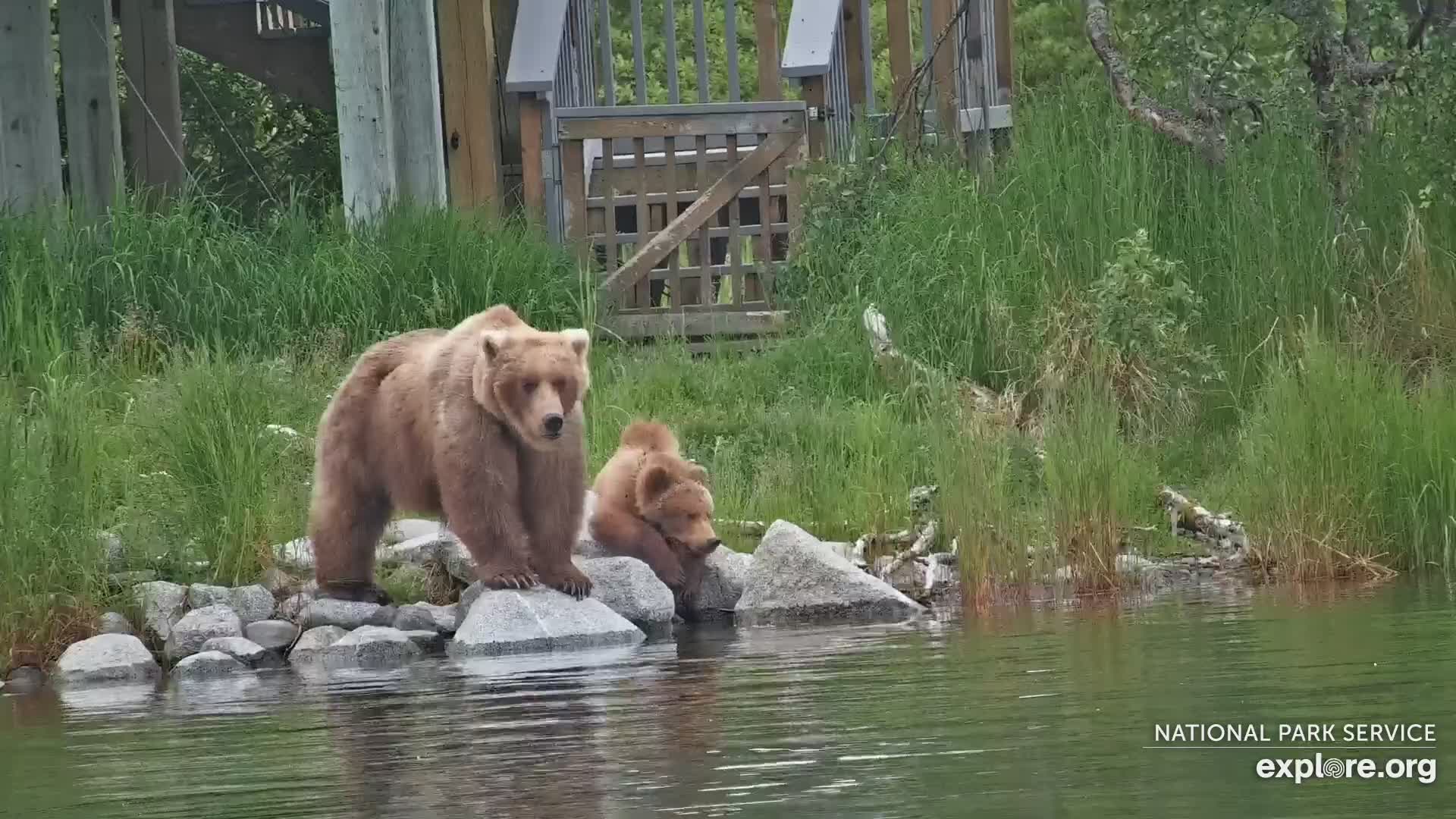 Where To Watch The Bear In Australia: Latest Updates, Details, And Key Facts