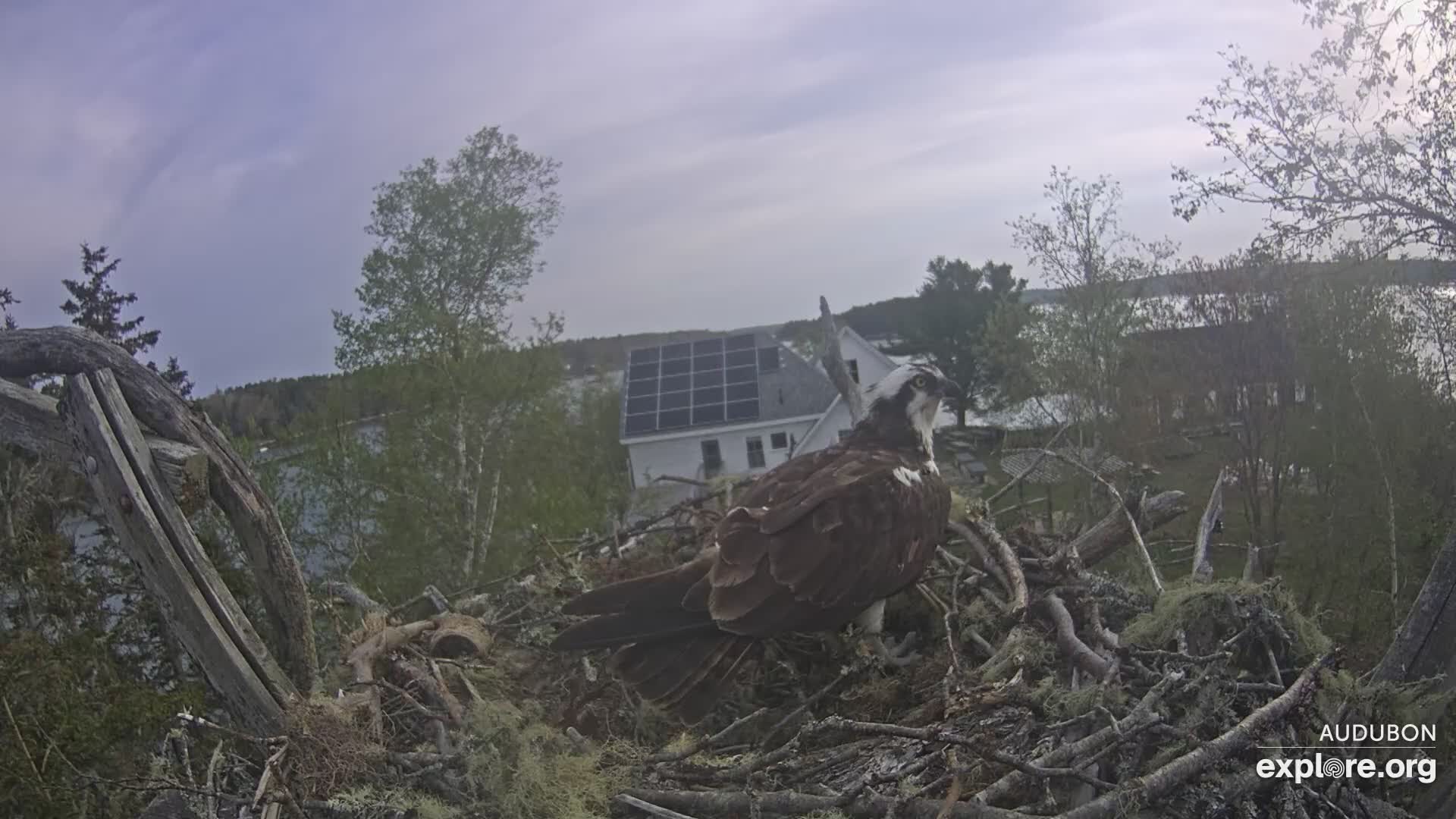 Osprey Nest Branch View Snapshot taken by ILoveBirds