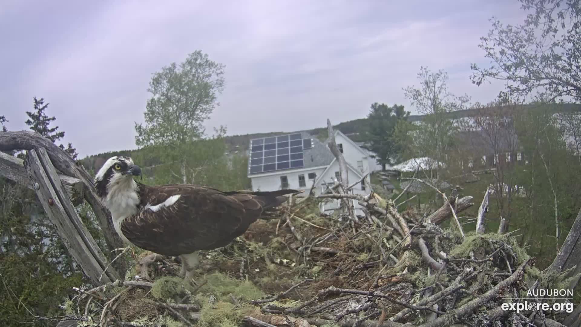 Osprey Nest Branch View Snapshot taken by CamOp Moxie