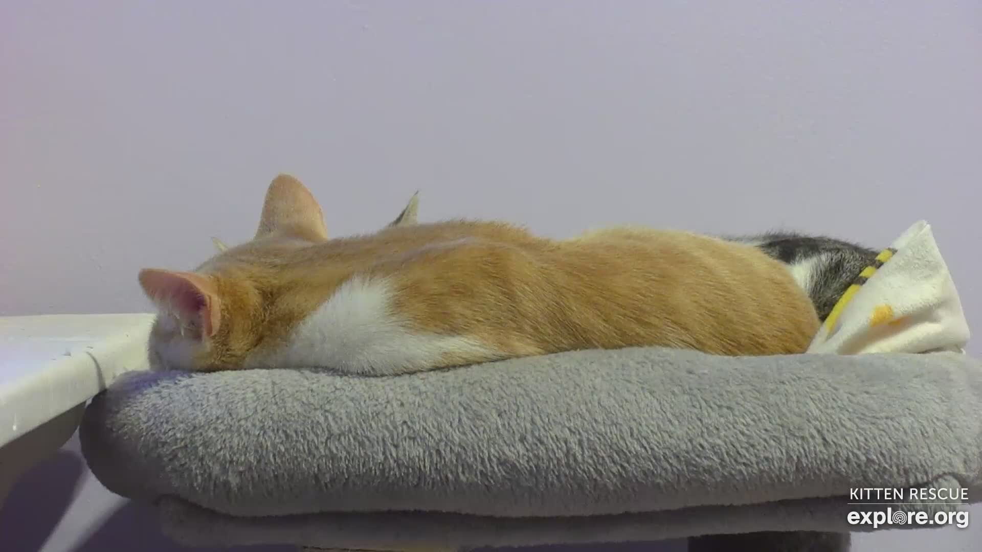 Live Kitten Cam - watch cute kittens playing | Explore.org