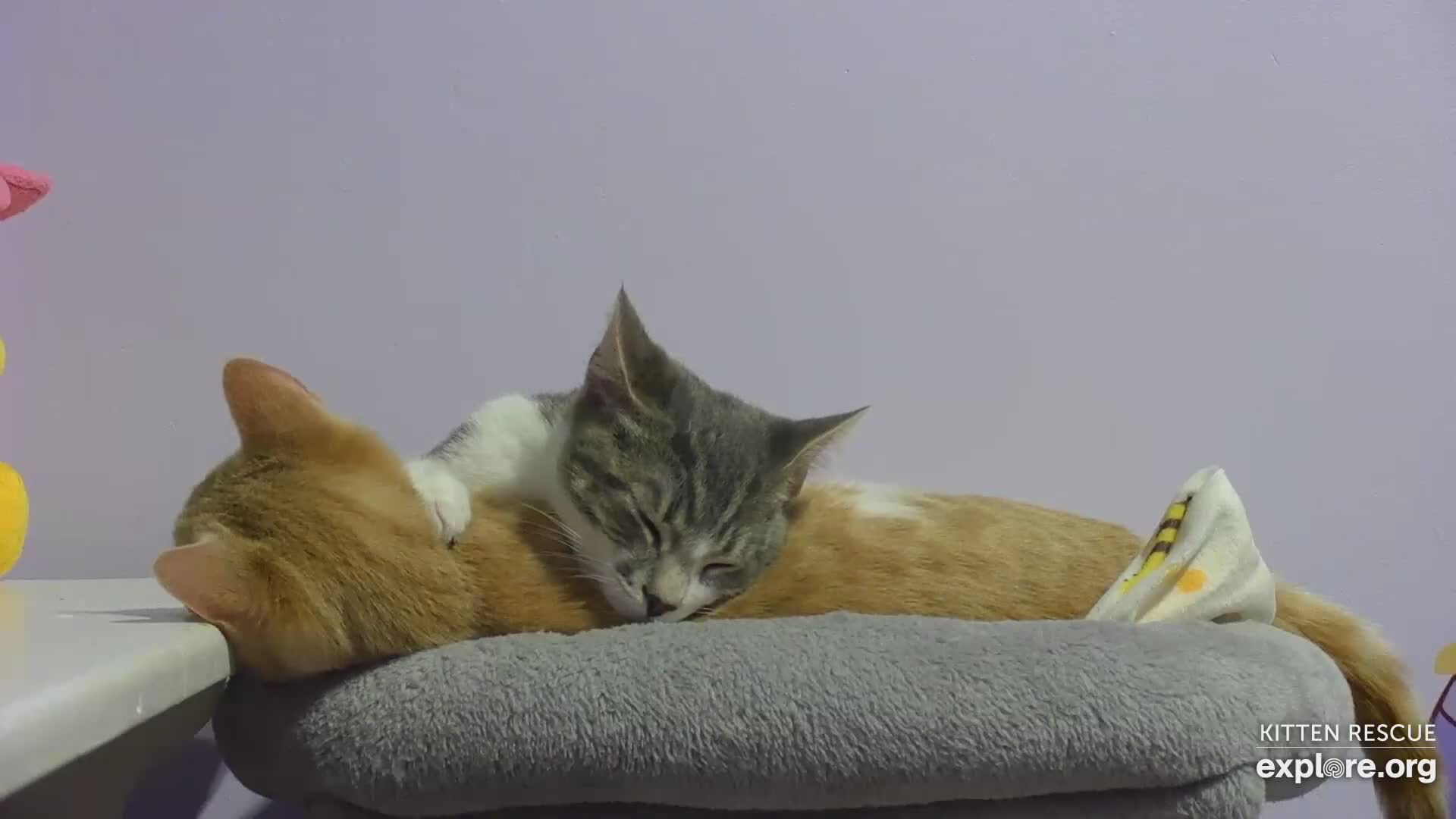 Kitten Rescue Cam - live video, pictures of cute kittens | Explore